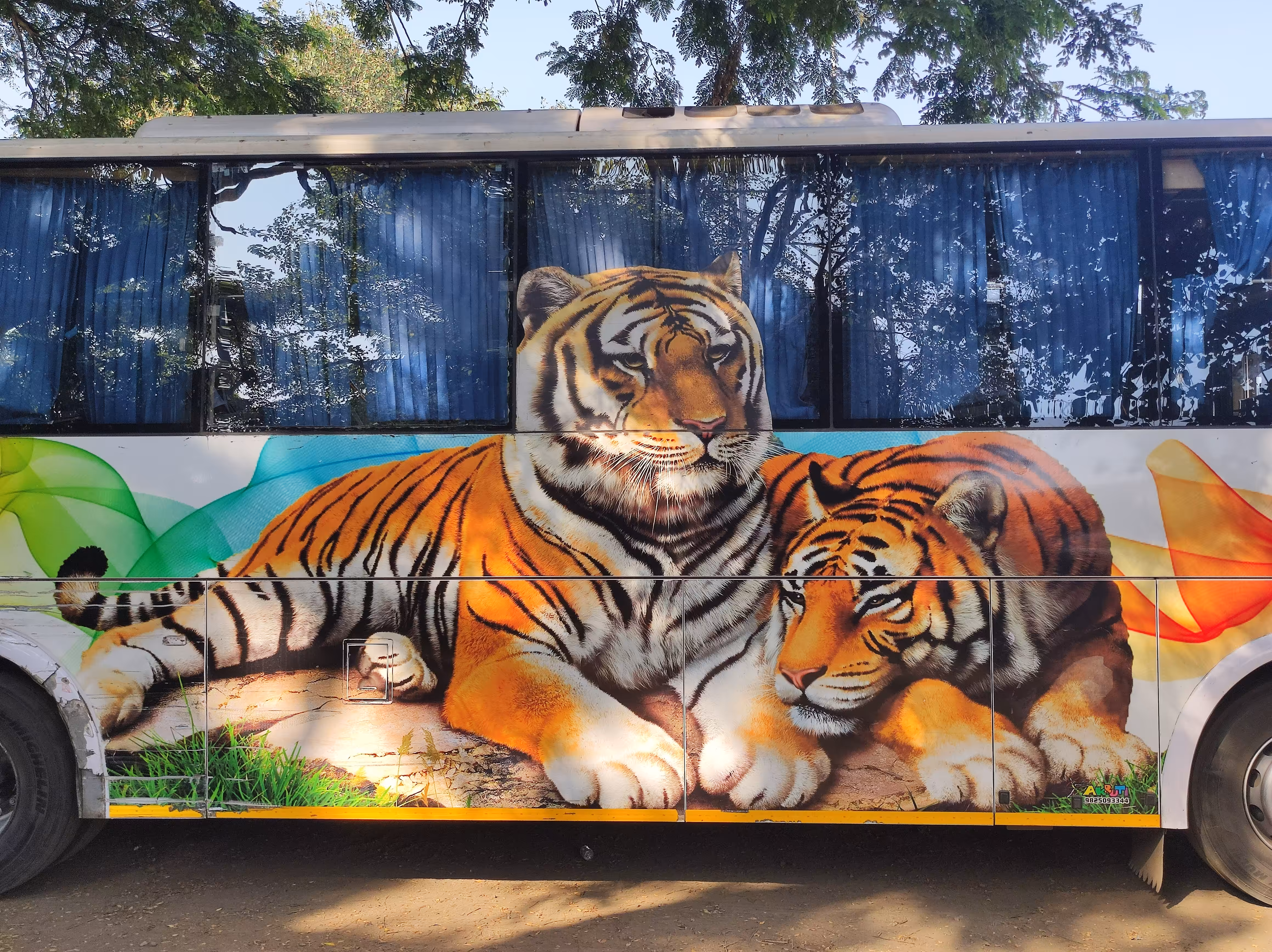 Bengal Tigers