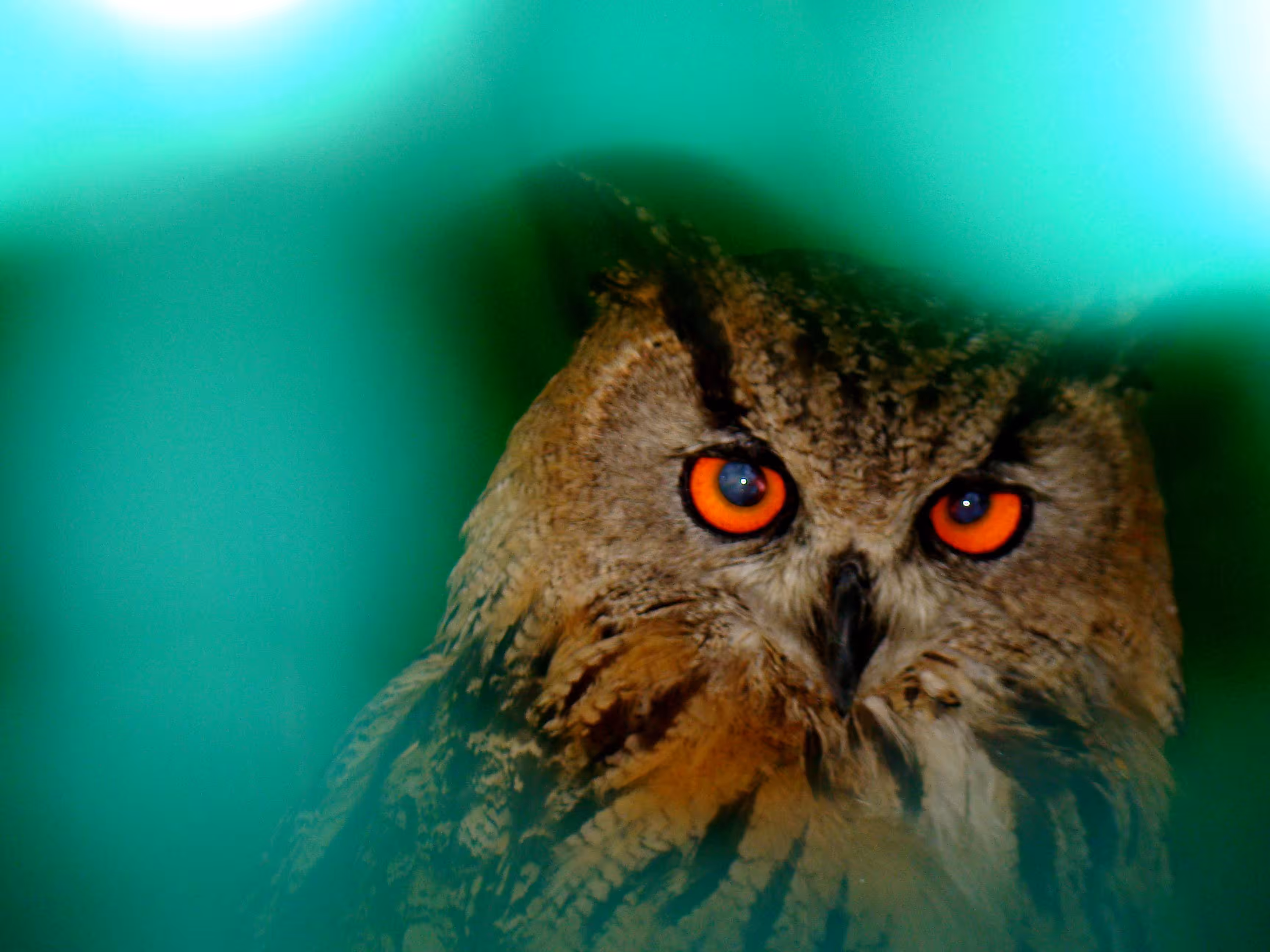 king owl