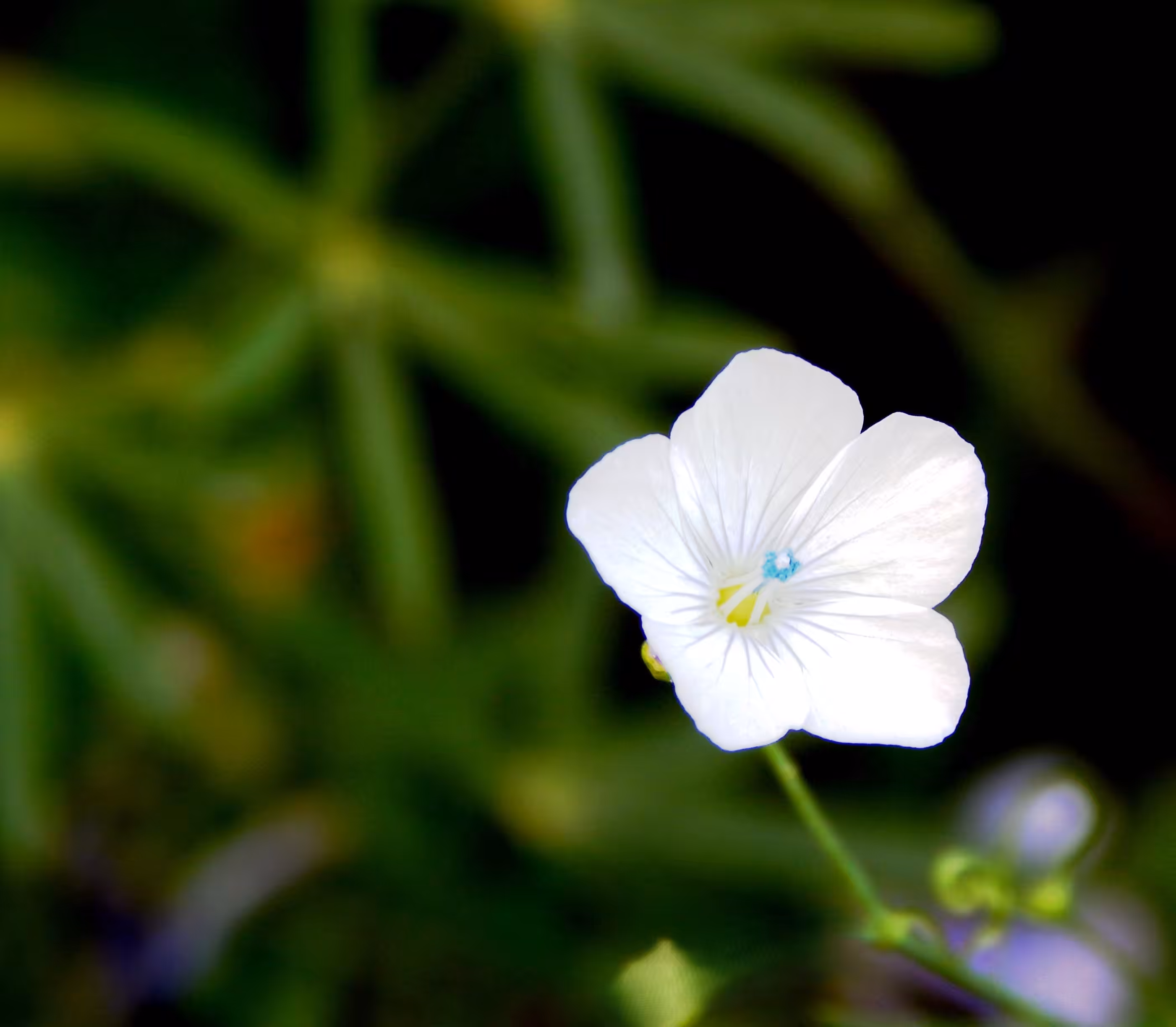 Flax