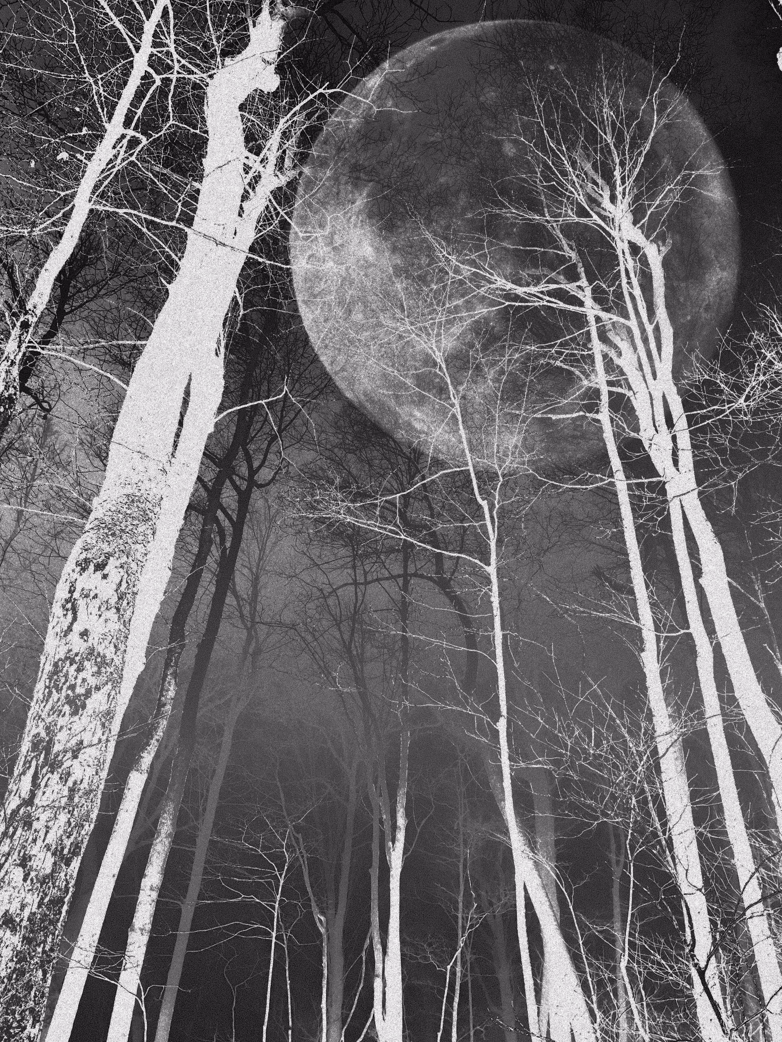 The Moonlit Ballet: Tales Of the Whispering Birch Grove