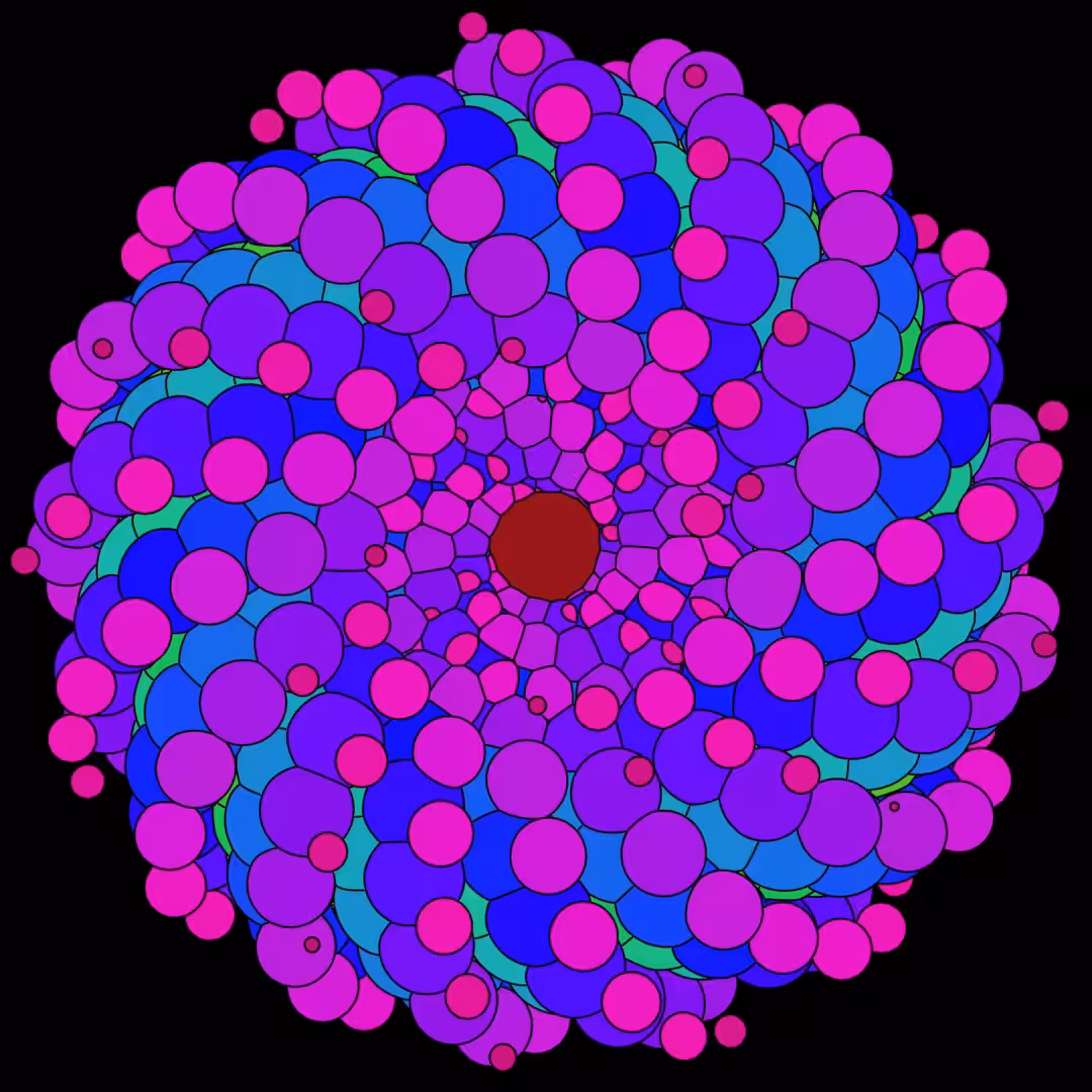 Rapidi Bloom 1.1