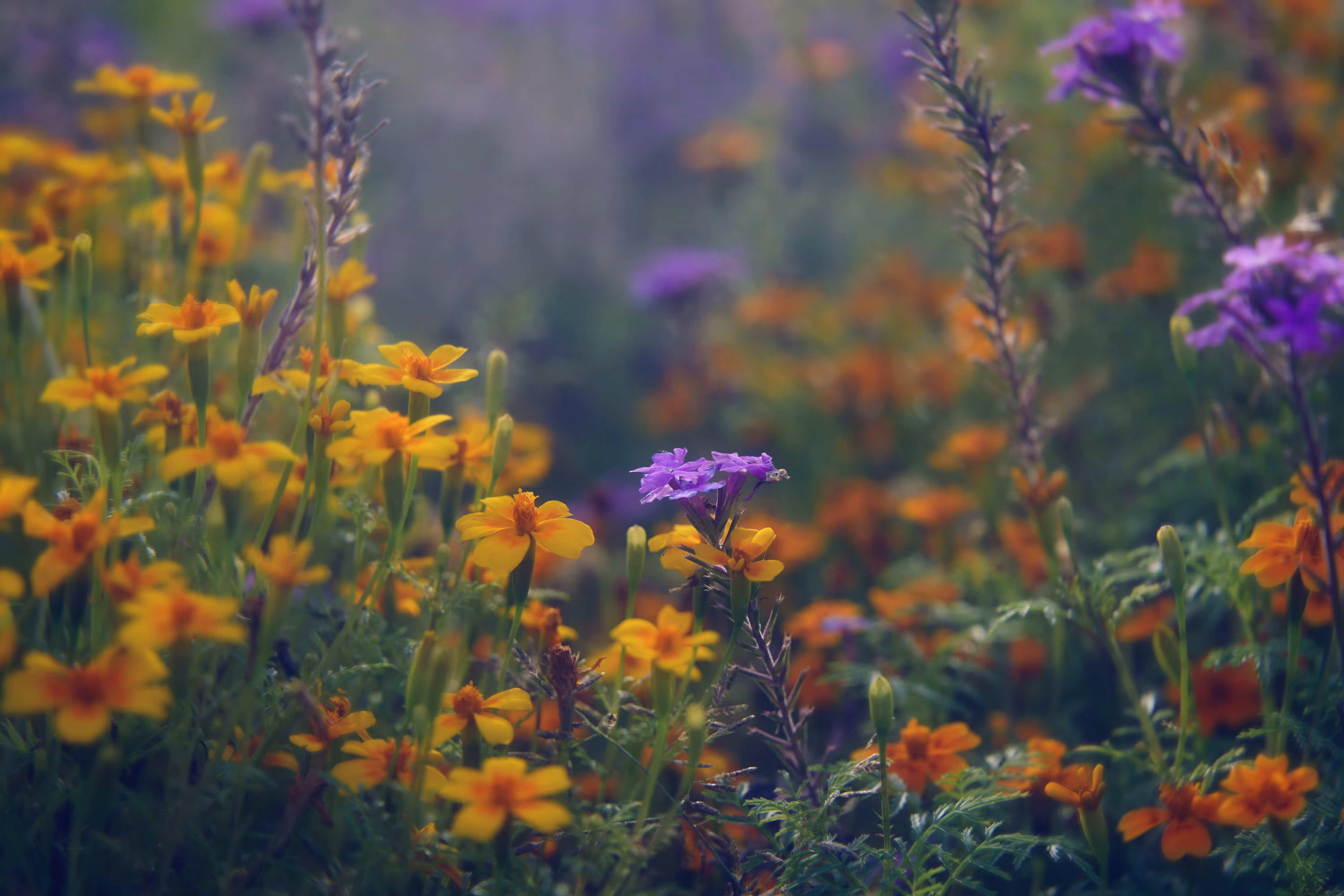 Polychromy