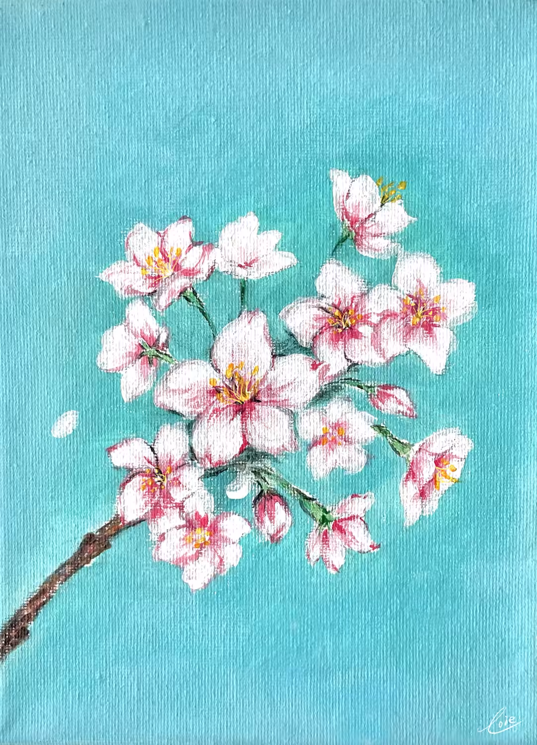 Cherry blossom