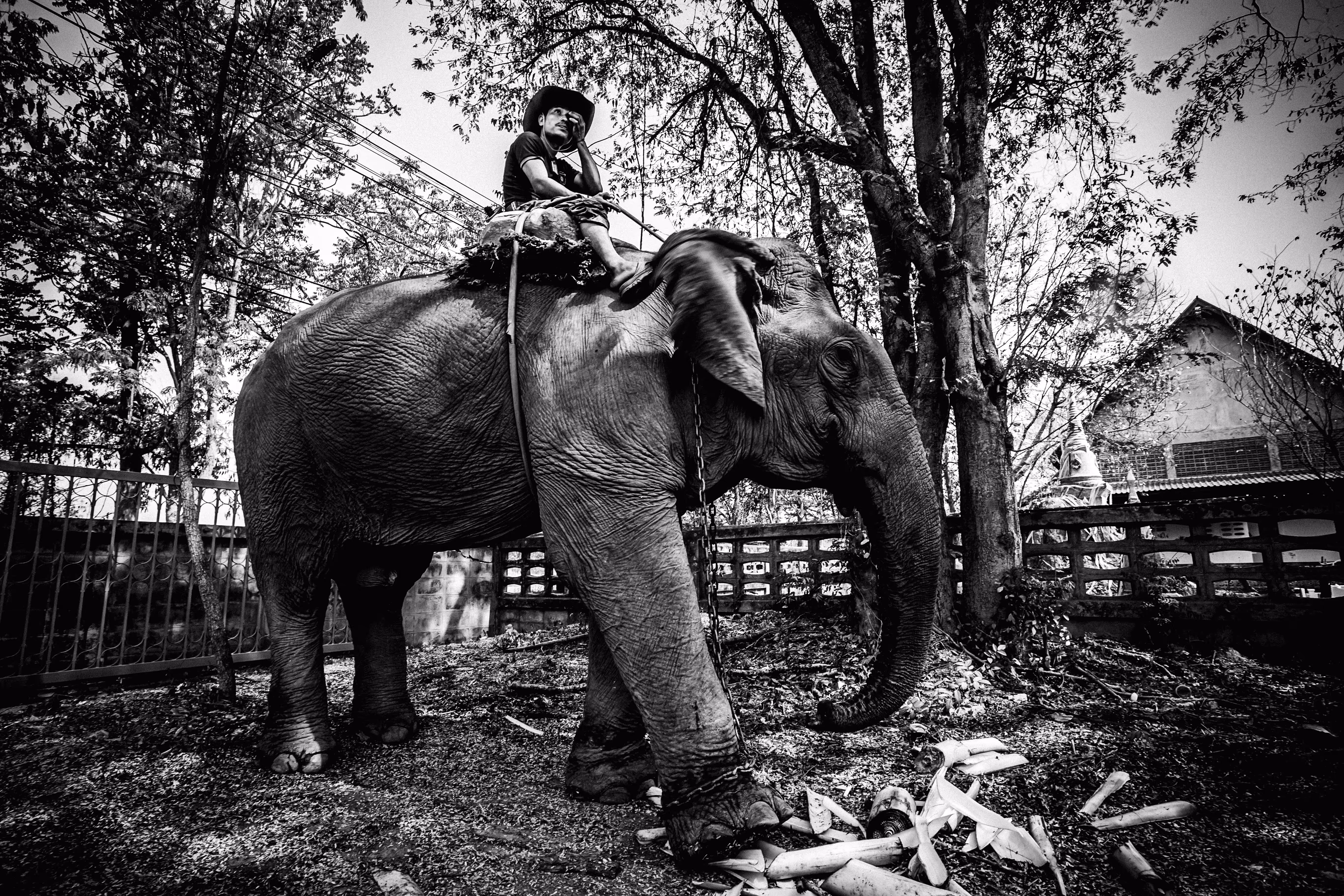 Man and Elephant 