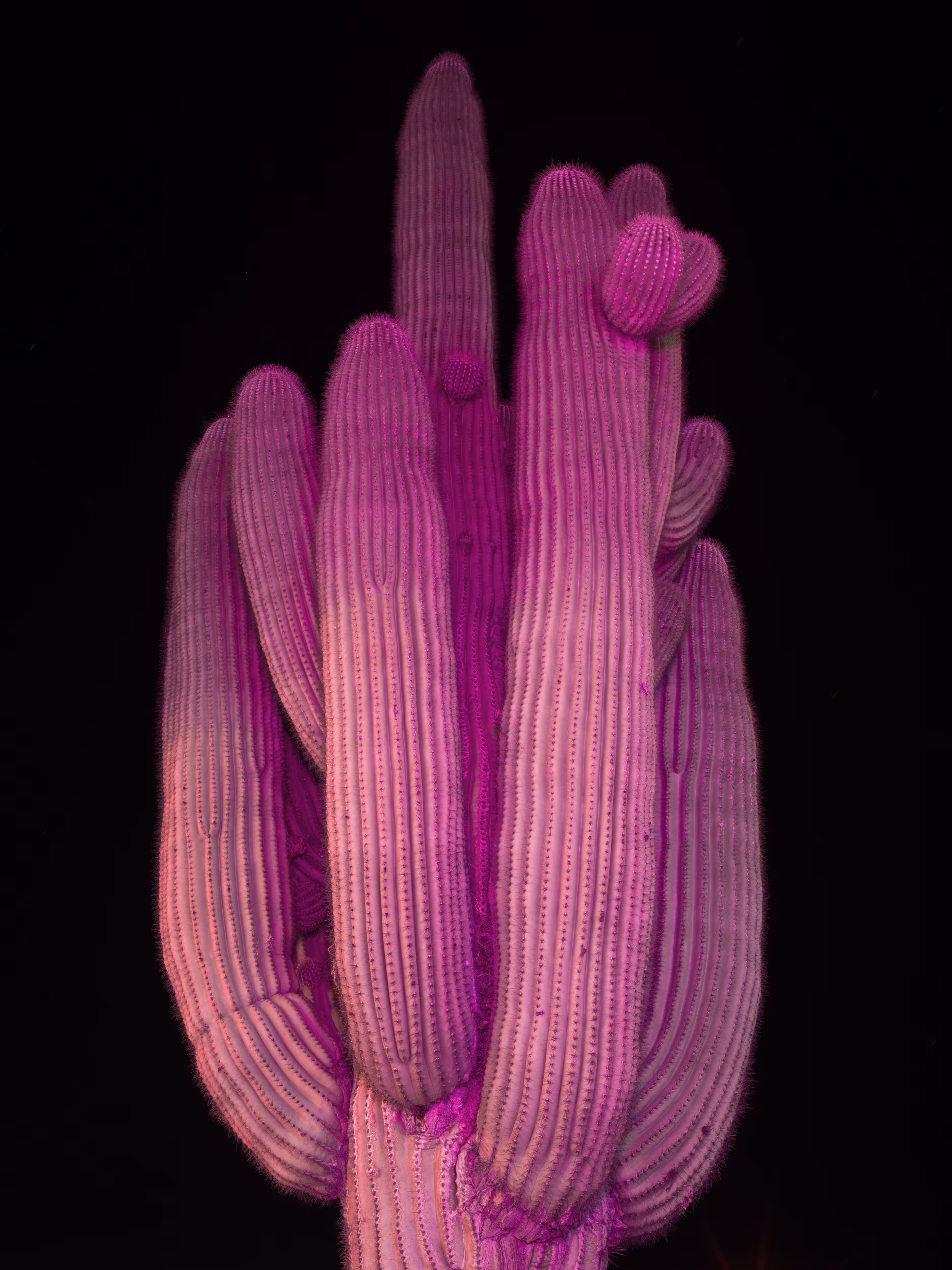 Bleeding Magenta #9