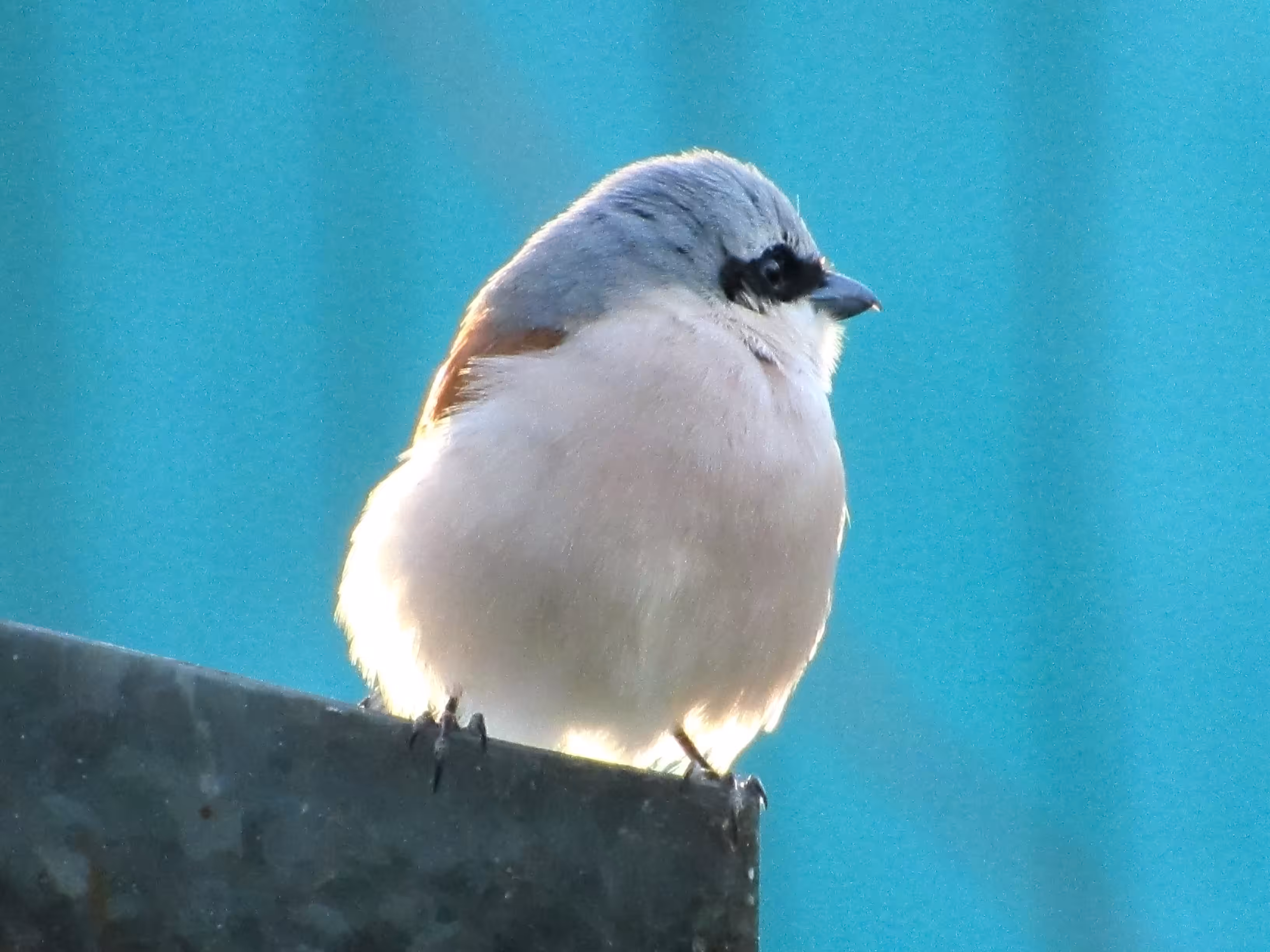 Small bird
