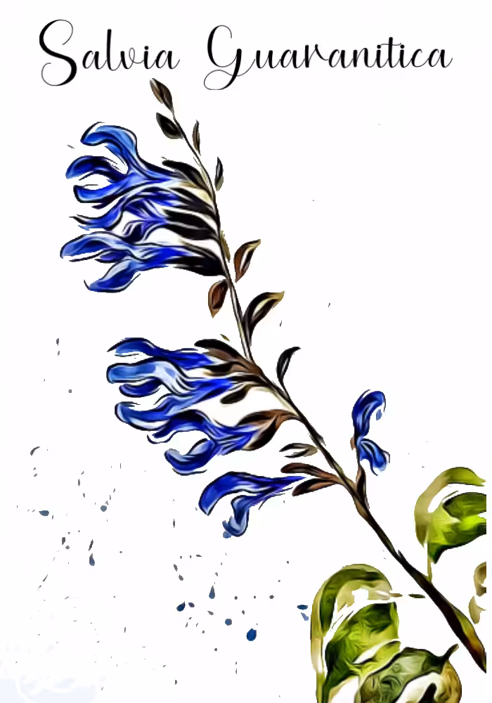 Salvia Guaranitica