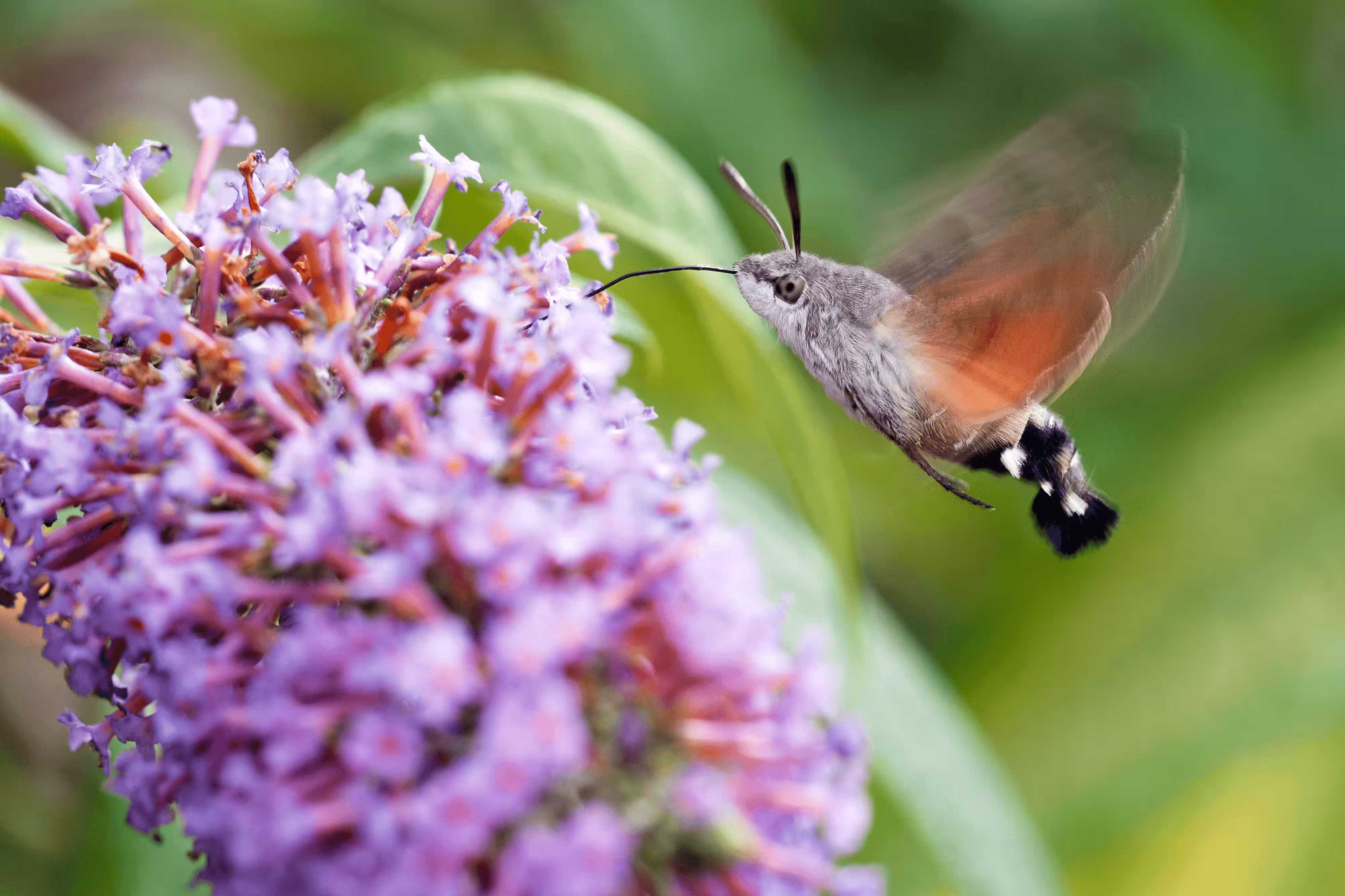 Hummingbird Hawkmoth