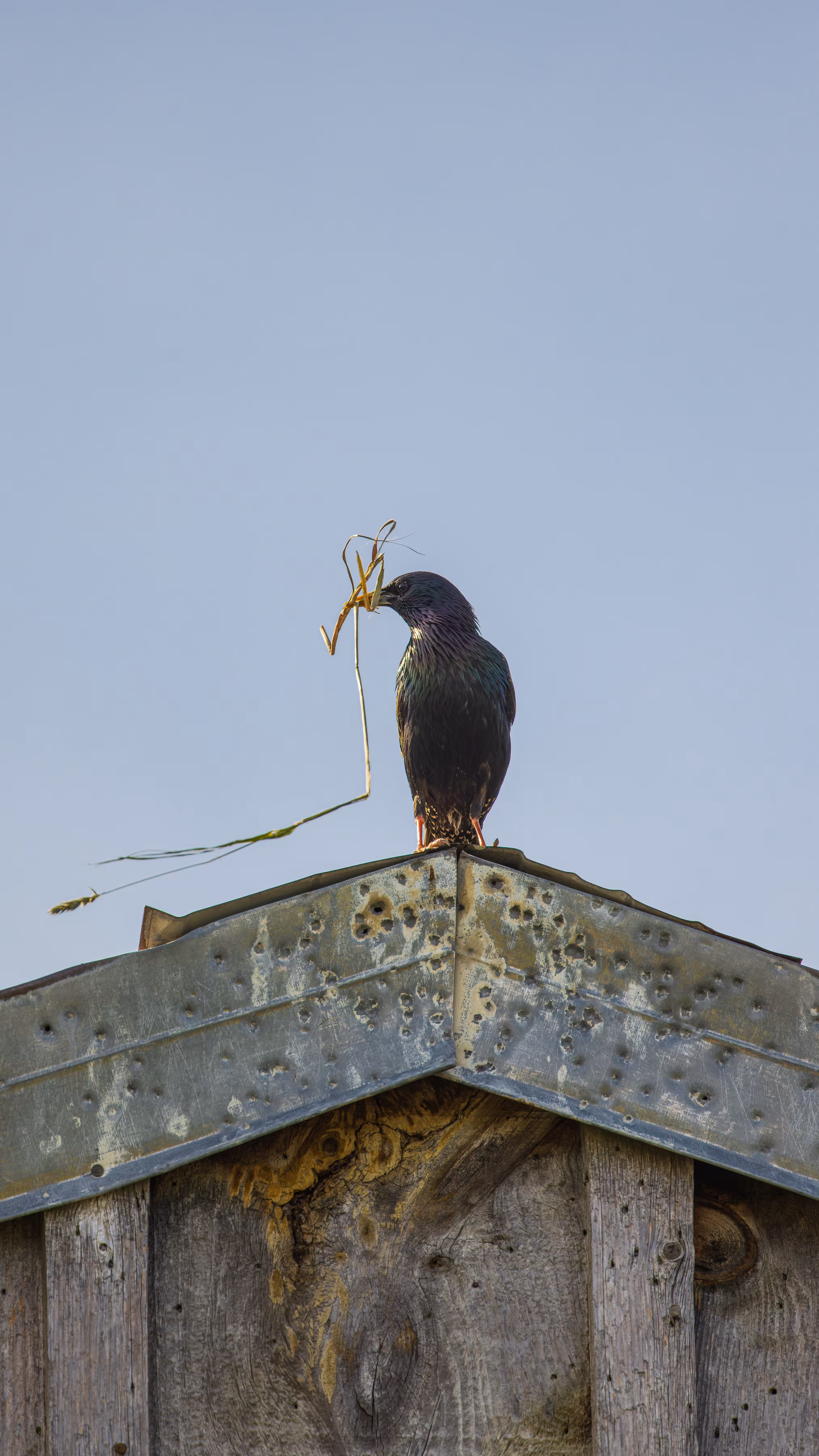 Nesting