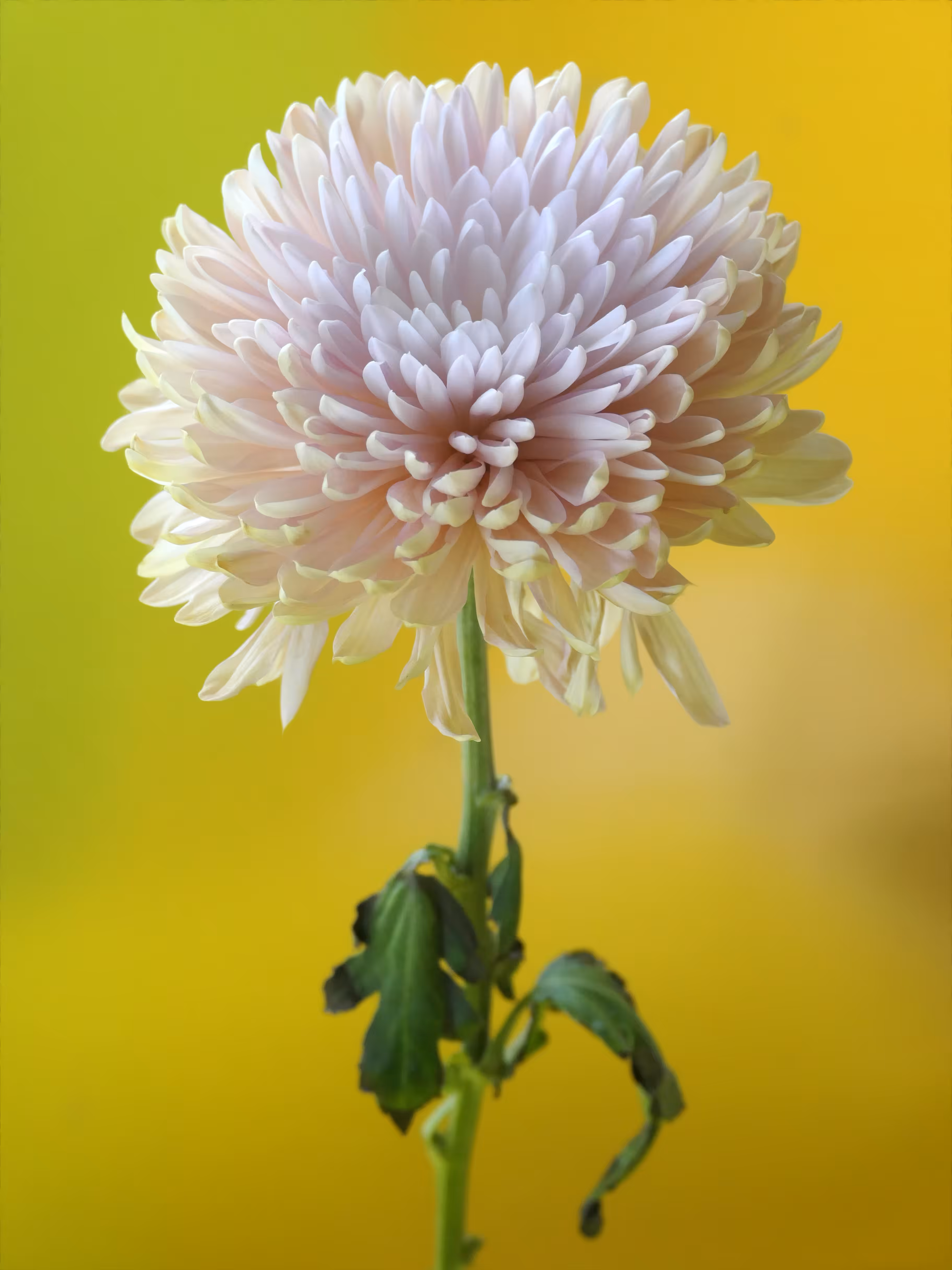 Chrysanthemum