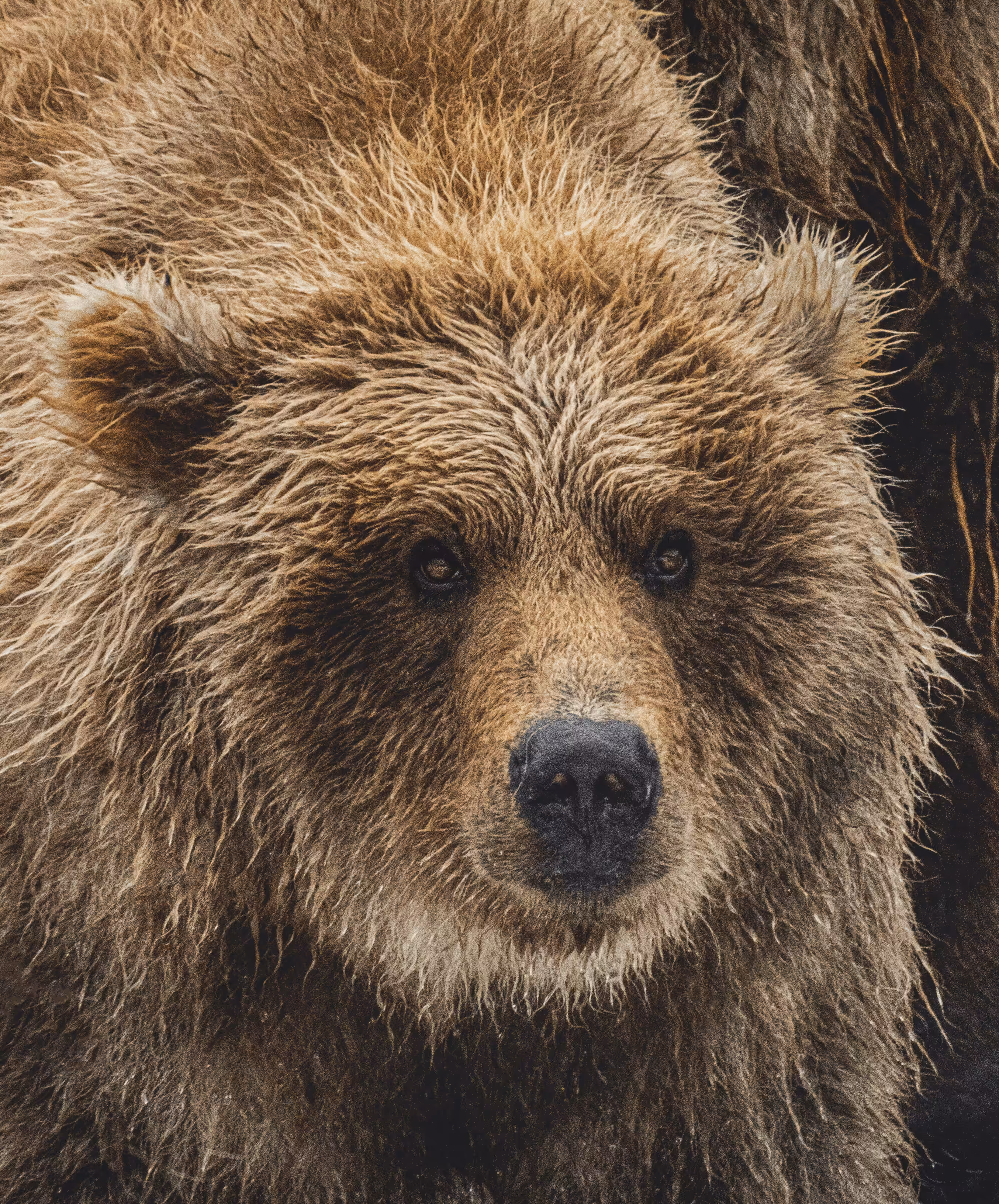 Bear Eats You #13