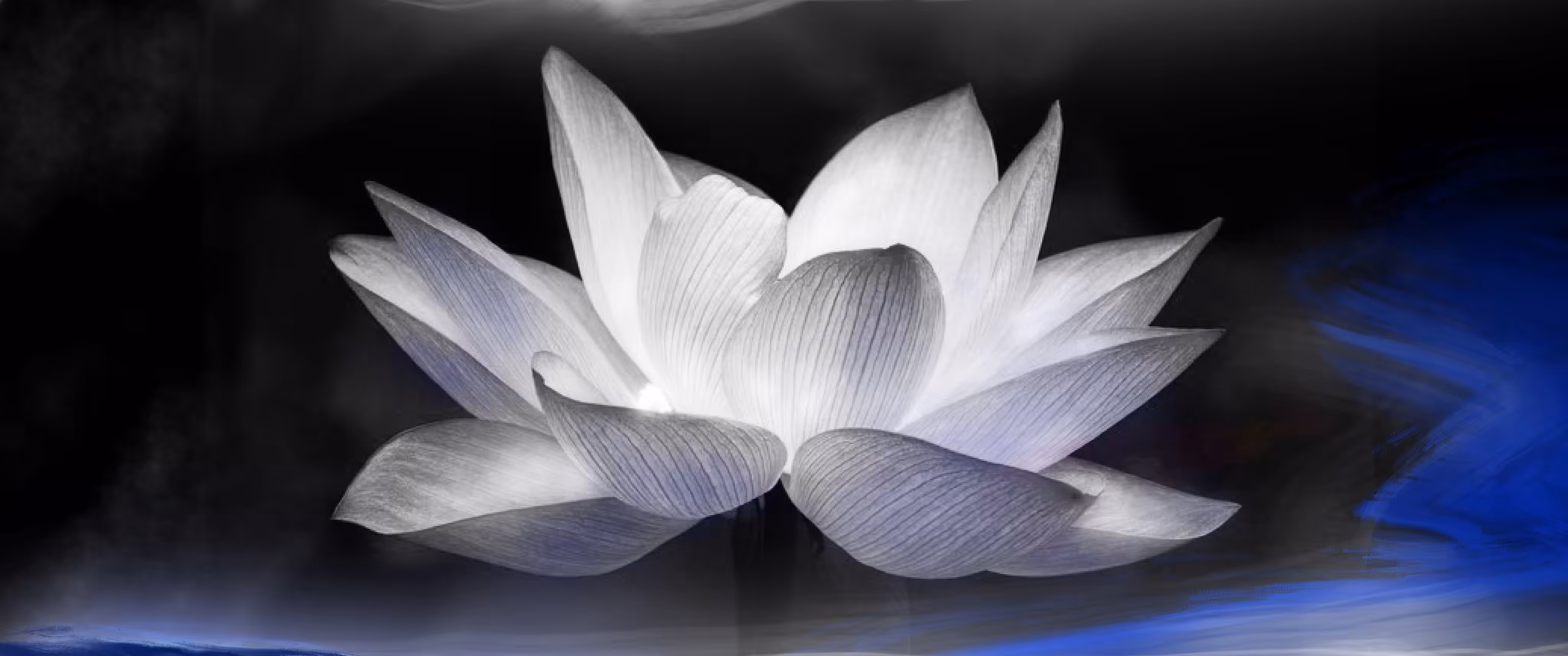  Blue Lotus