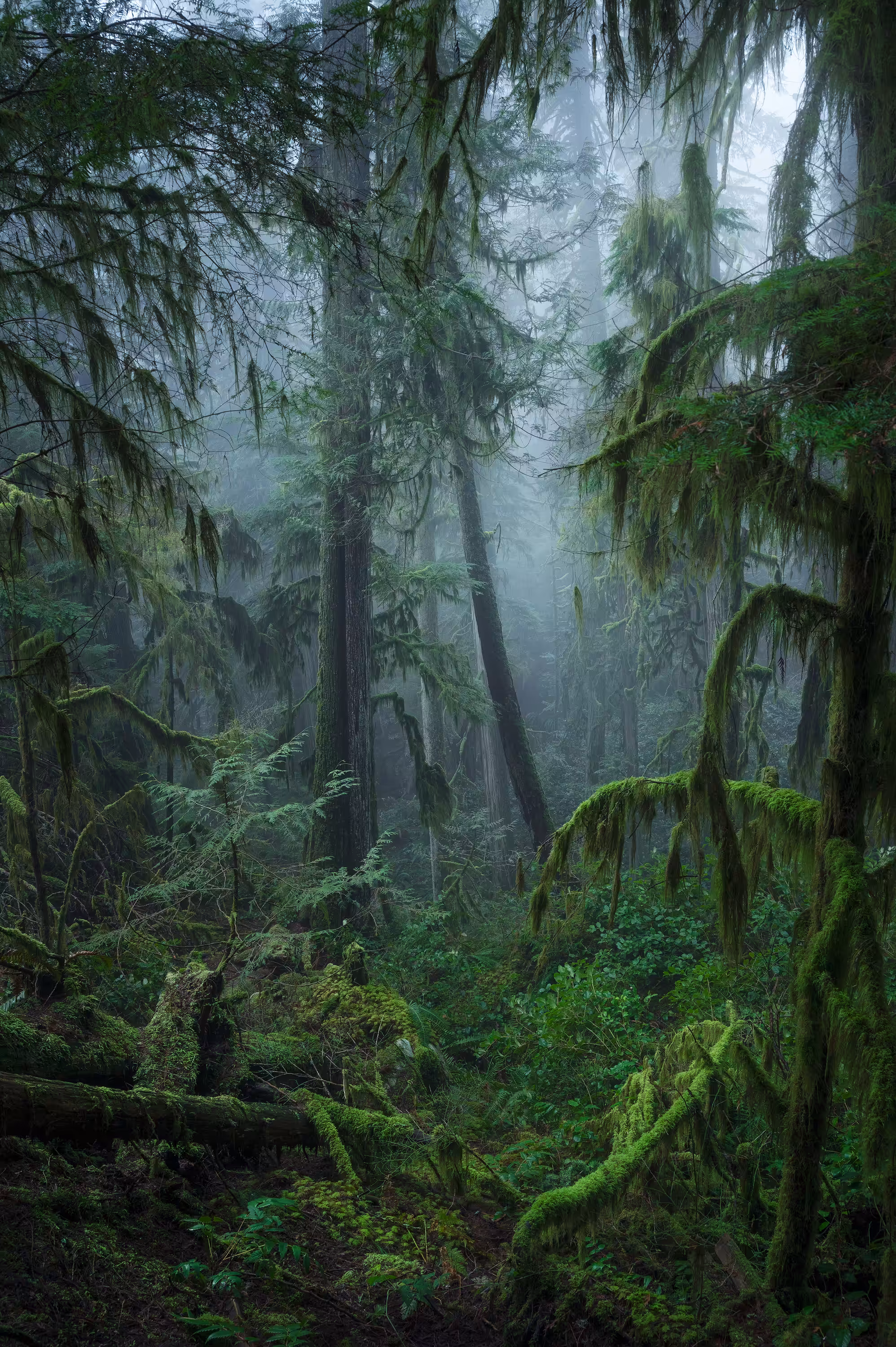 The Ephemeral Realm