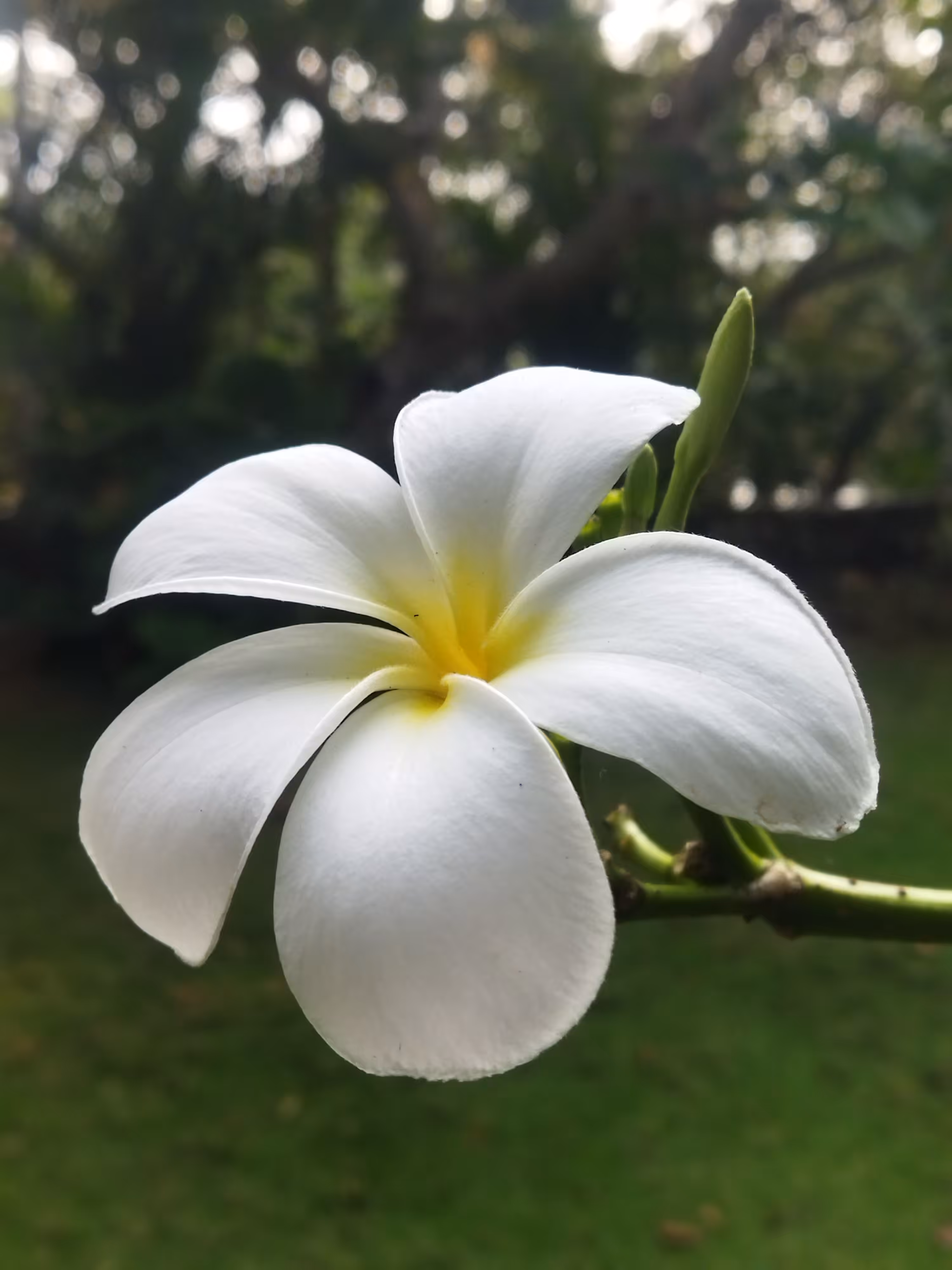 Firangipani 