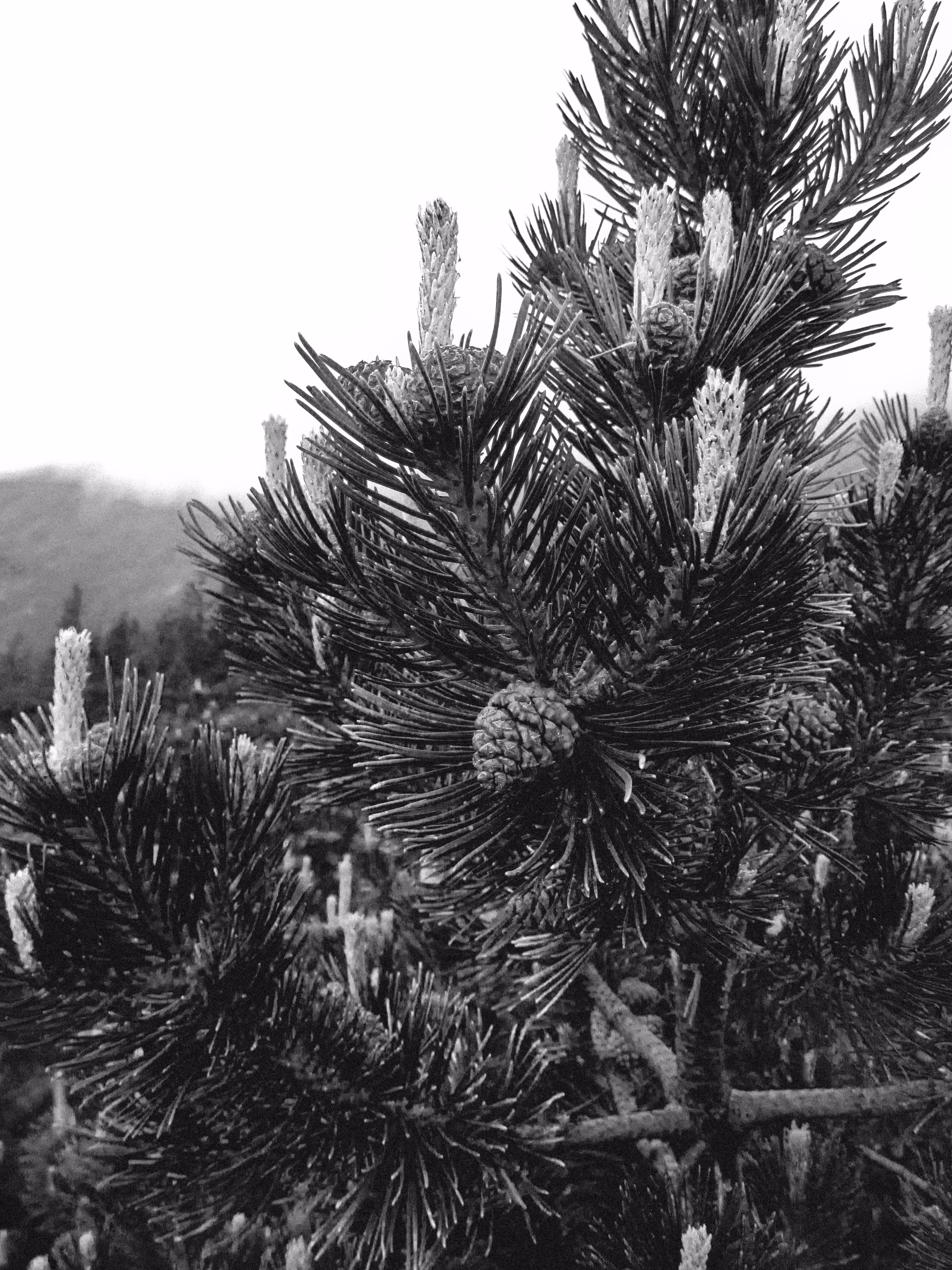 Monochrome Nature #003