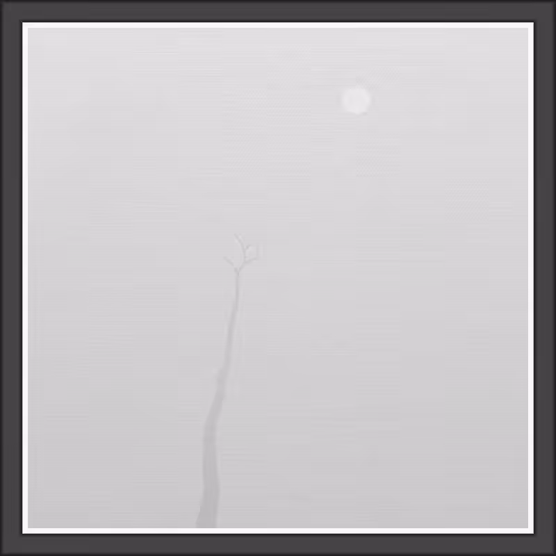 The Foggy Trees #50