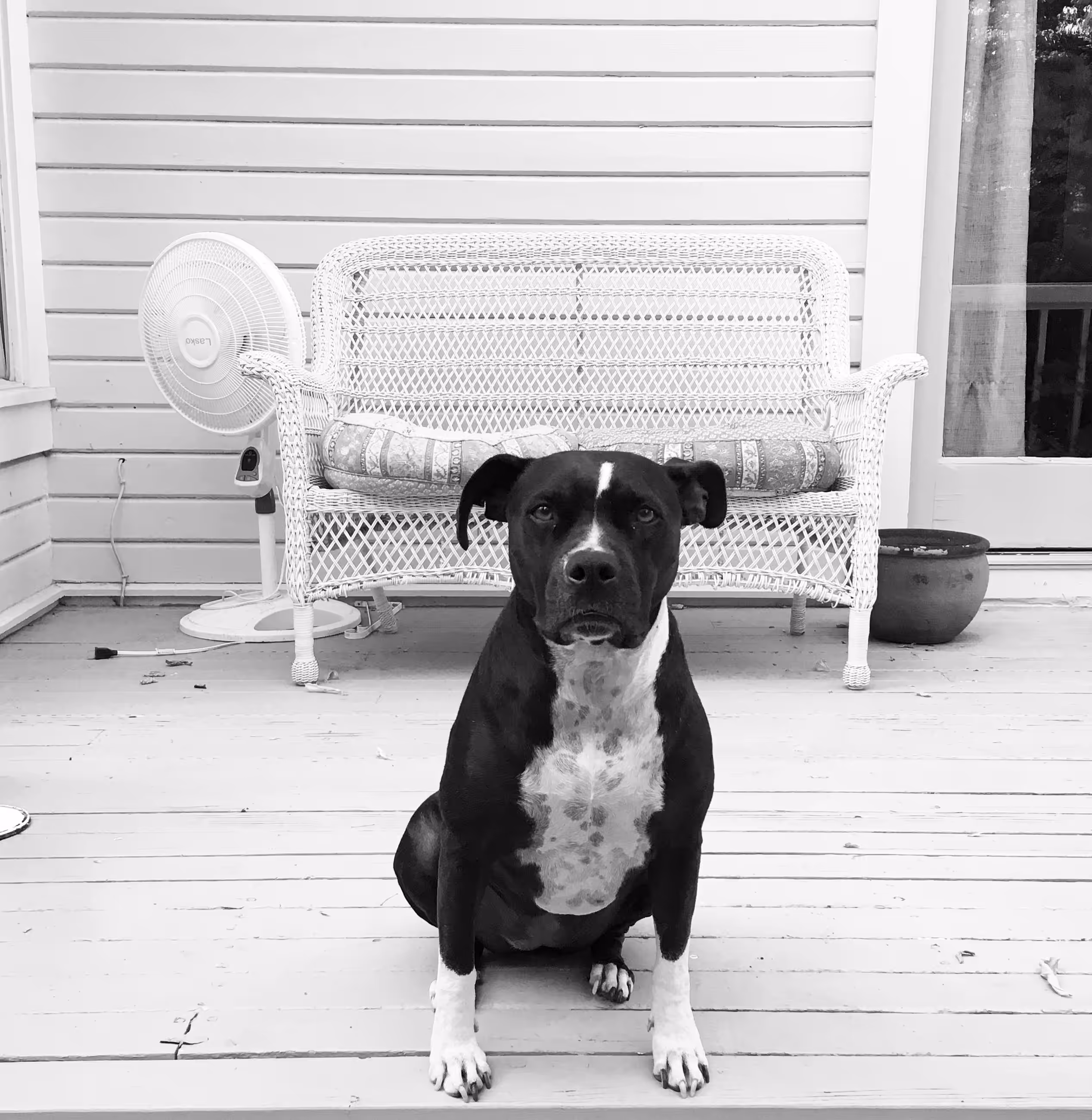 The Dog of Zen
