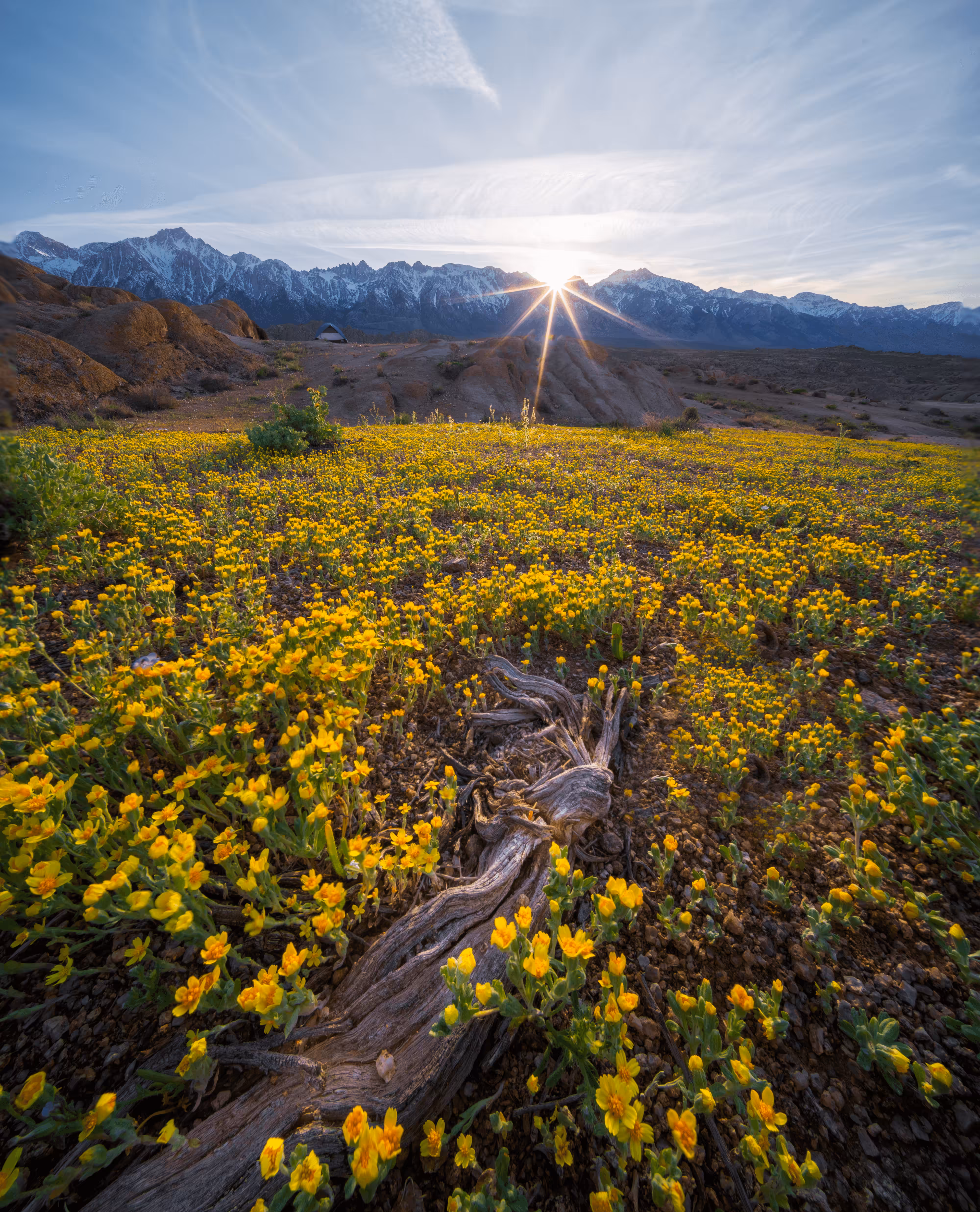 Star of the Flowering Hills