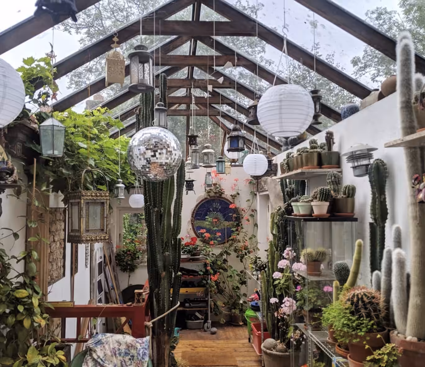 cactus disco