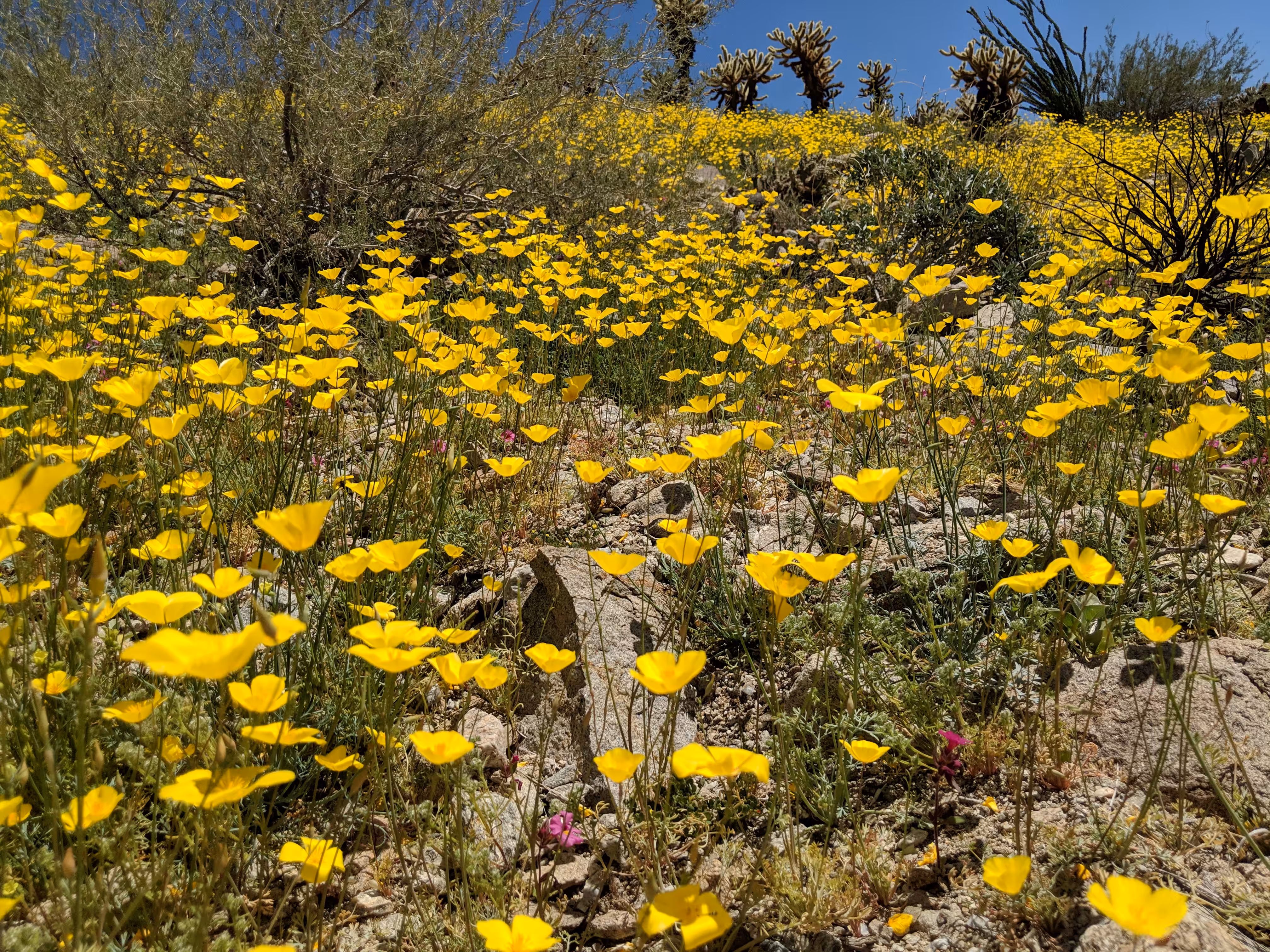 Desert in Bloom