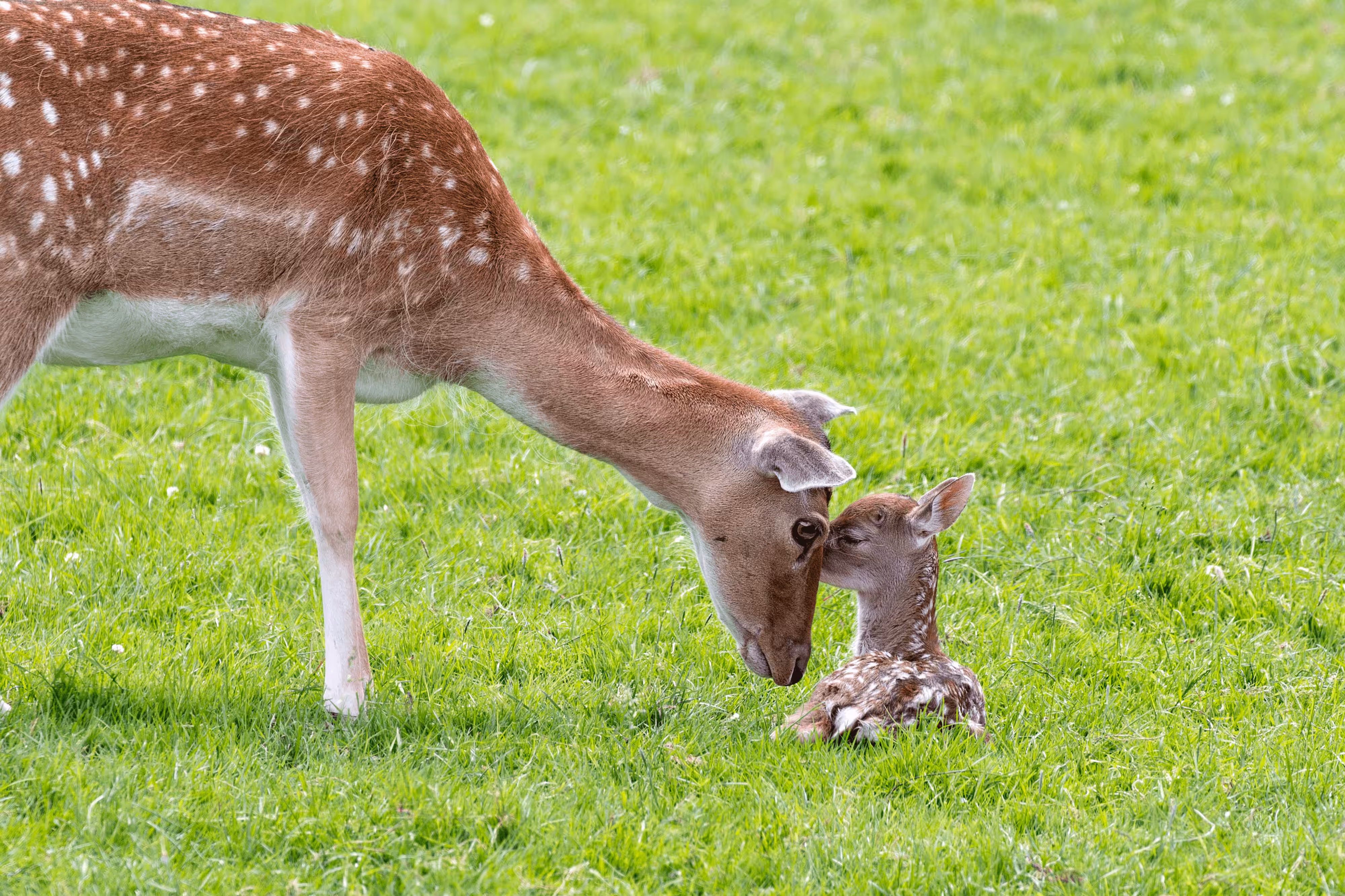 A Mother's Love