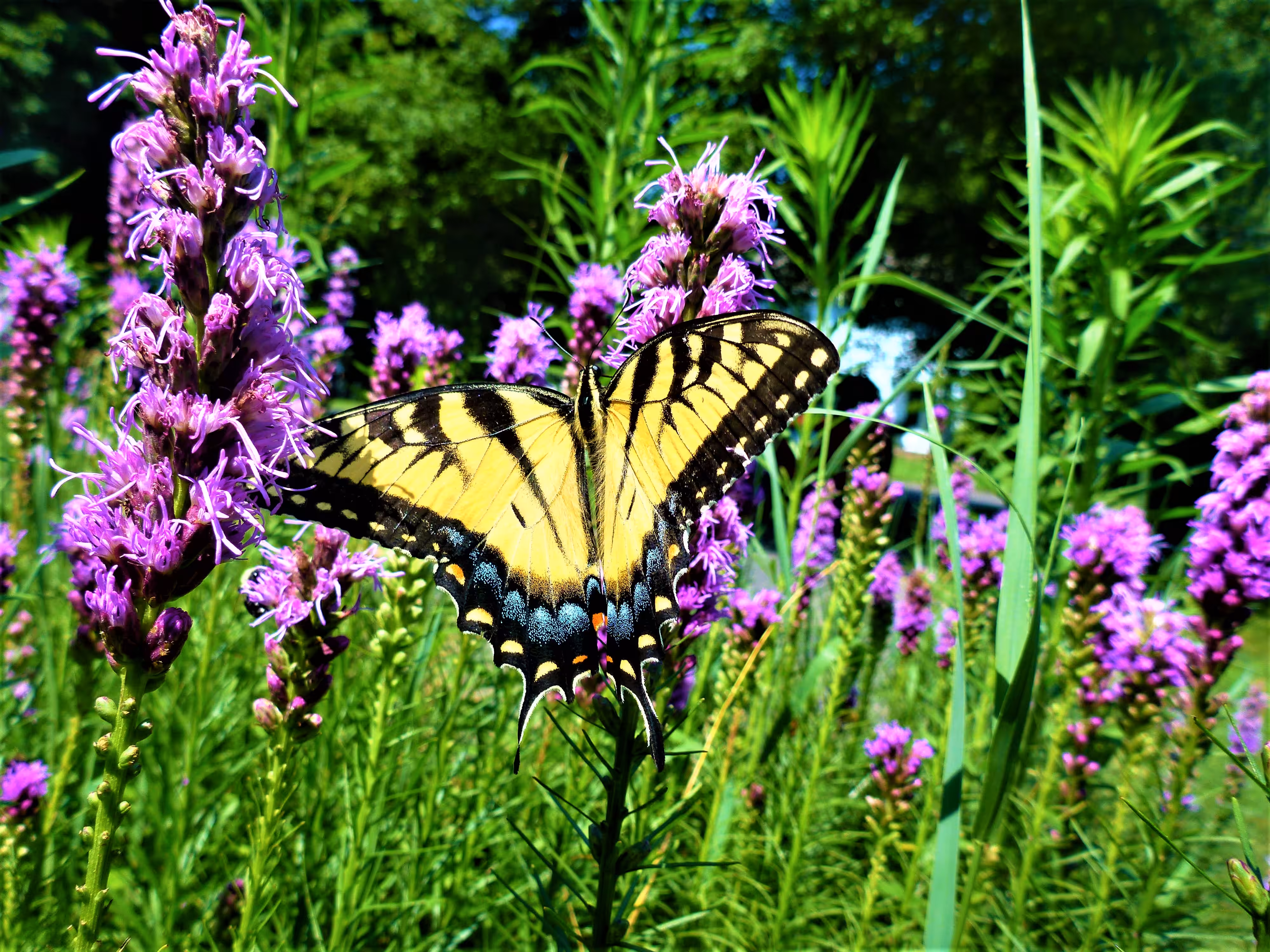 Butterfly 3