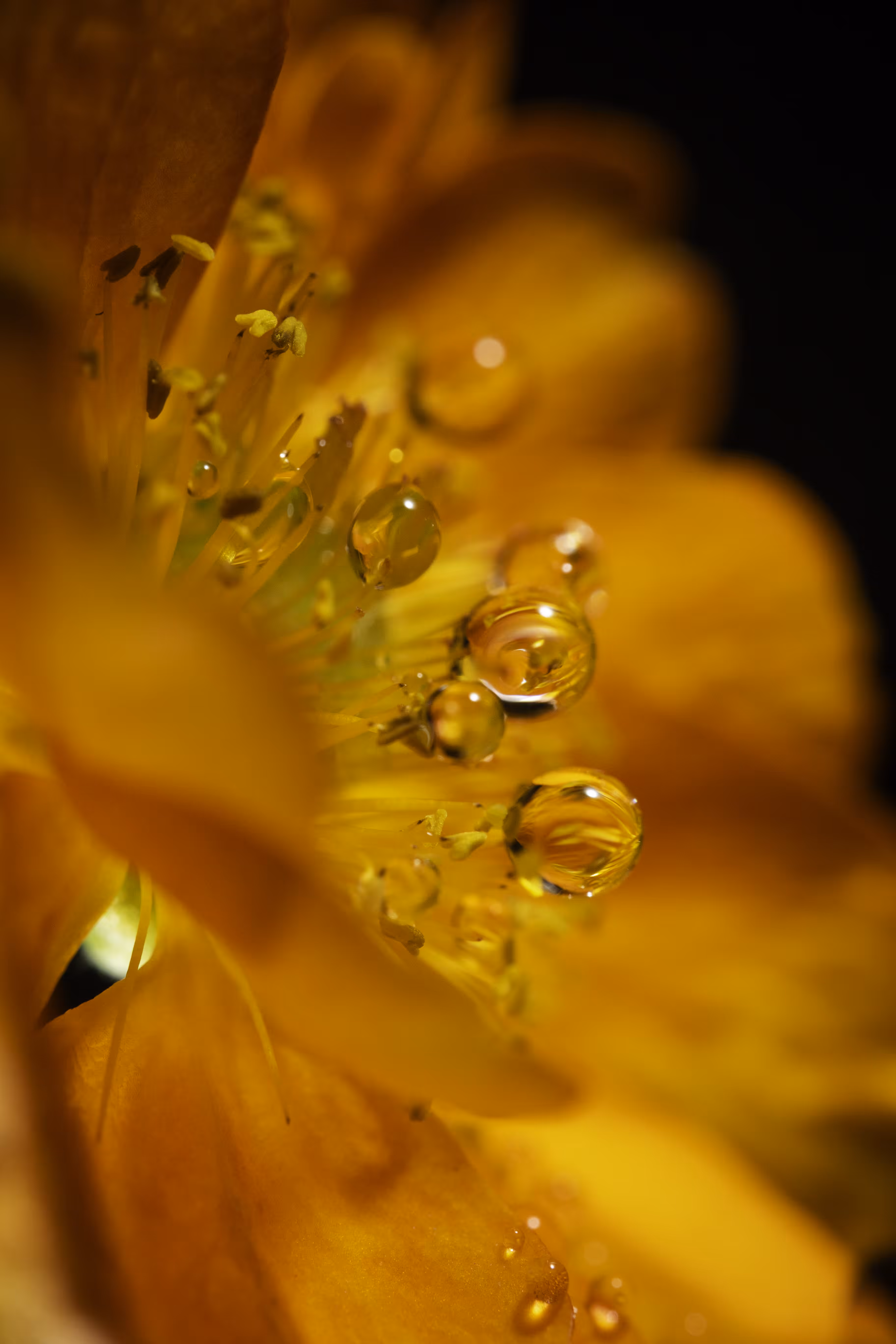 Liquid Amber
