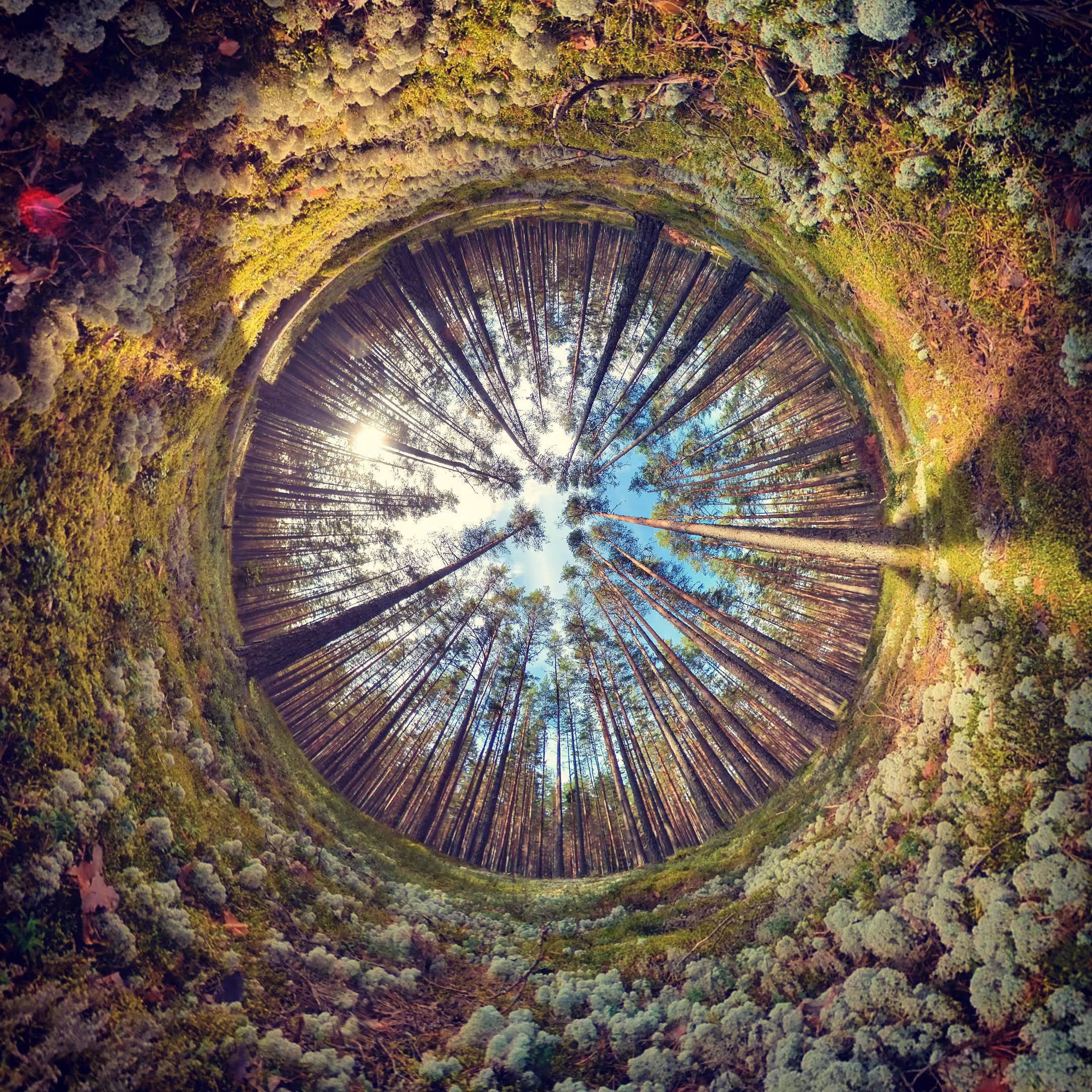 Forest series : This is where the mushrooms grow 01