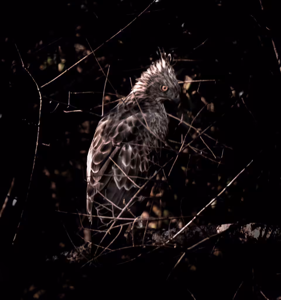 Hawk Eagle 