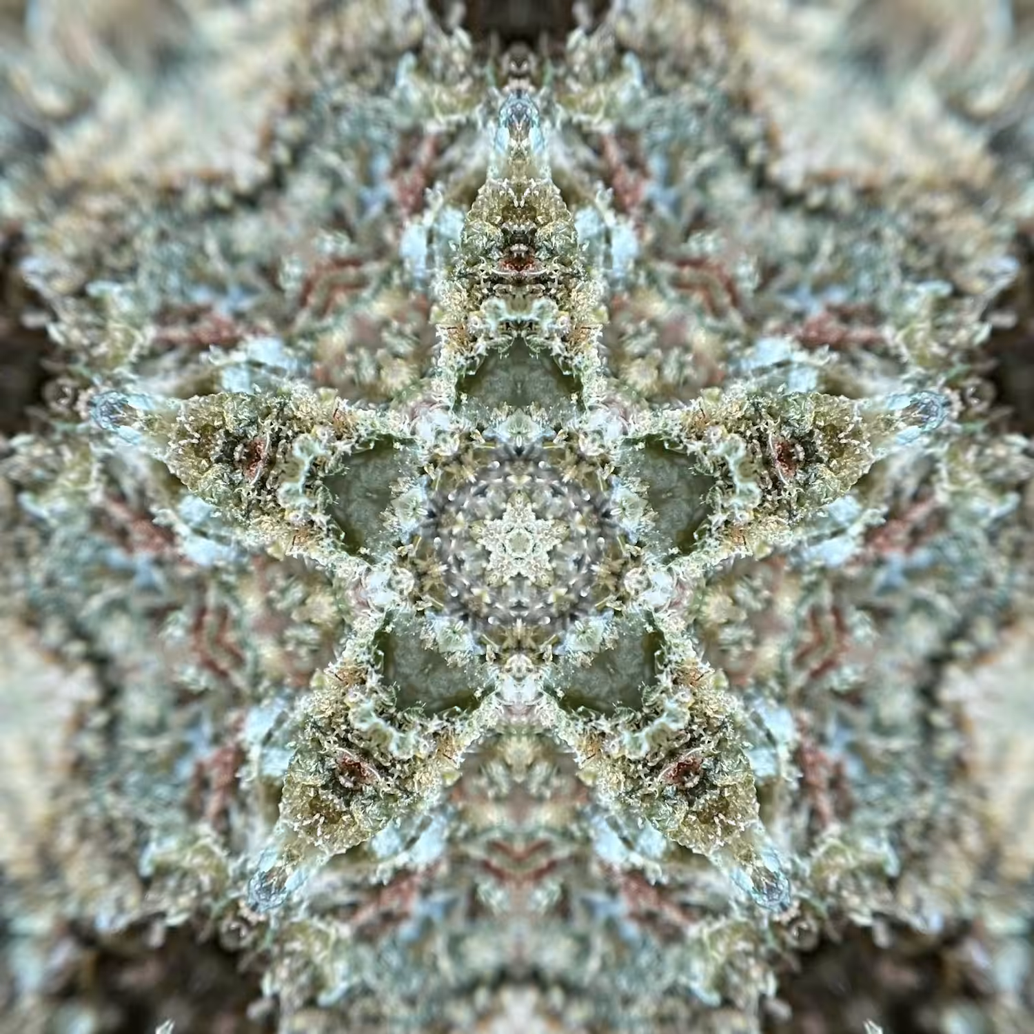 Flower Mandala 10