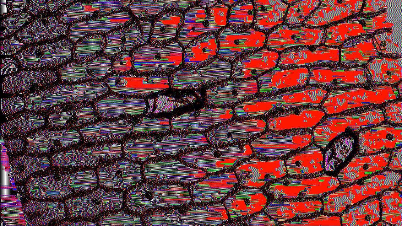 frame_01-Epidermis Onion W.M