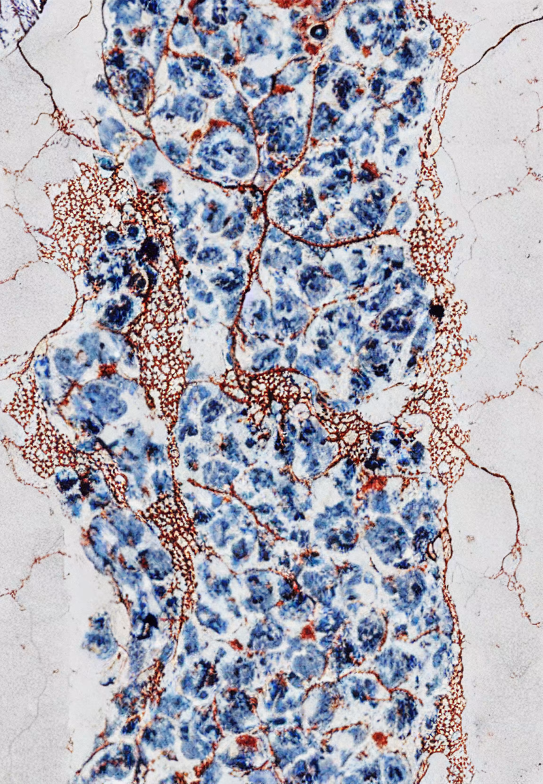 Histologia In Silico #257