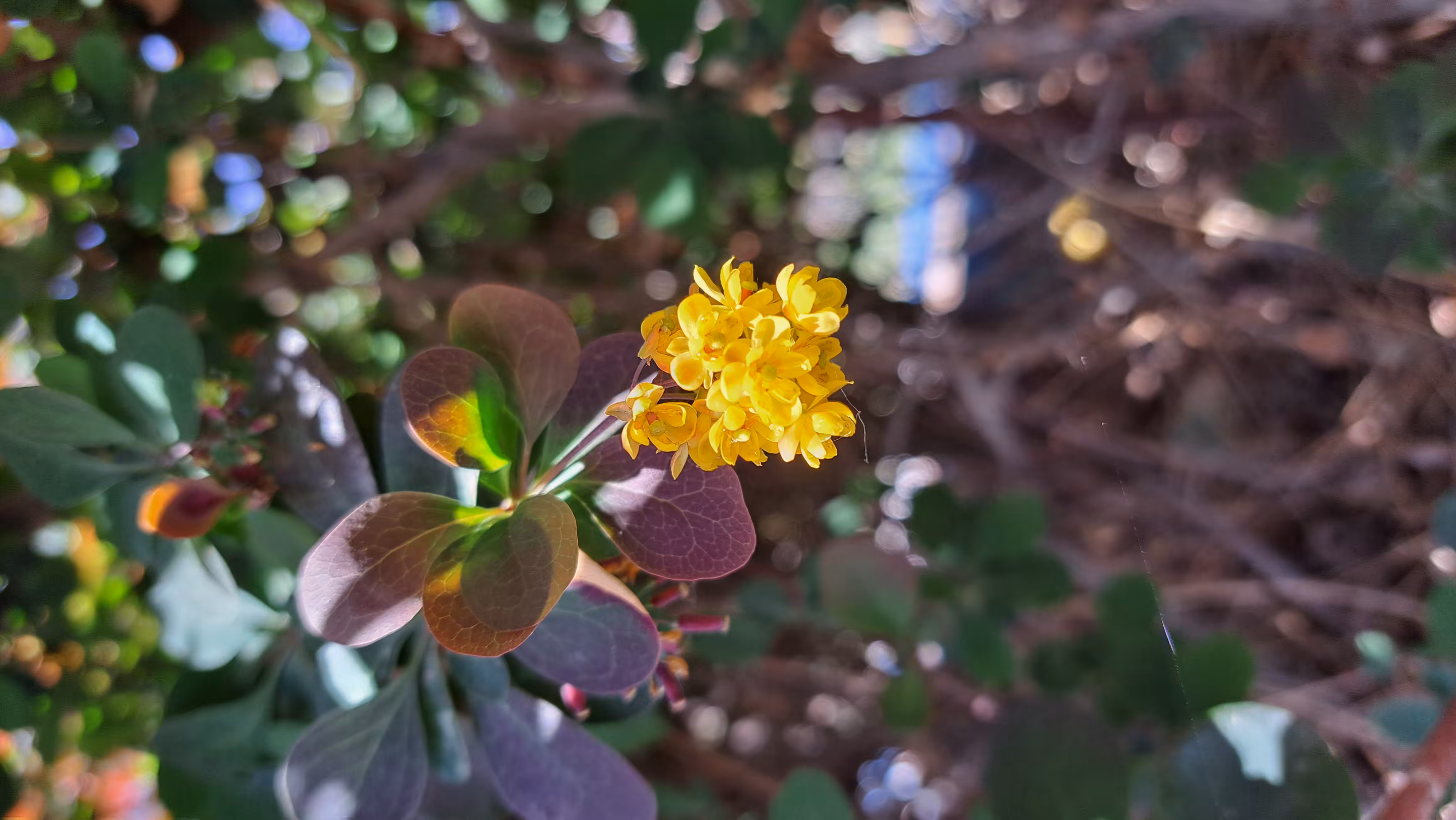 Merrylands.Photography: Merry-Photo 06