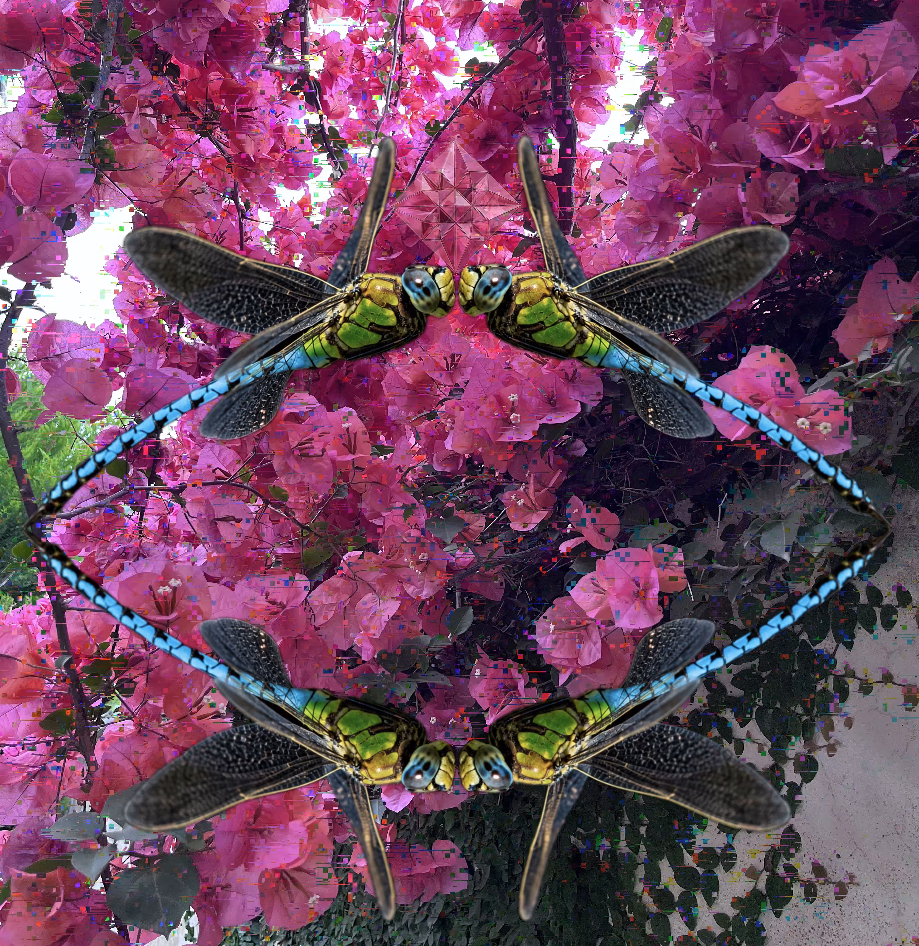 The Snail Event:  Dragonfly in the Pink Yard