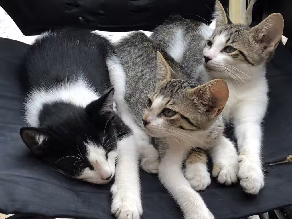 Catz Adoption Forum