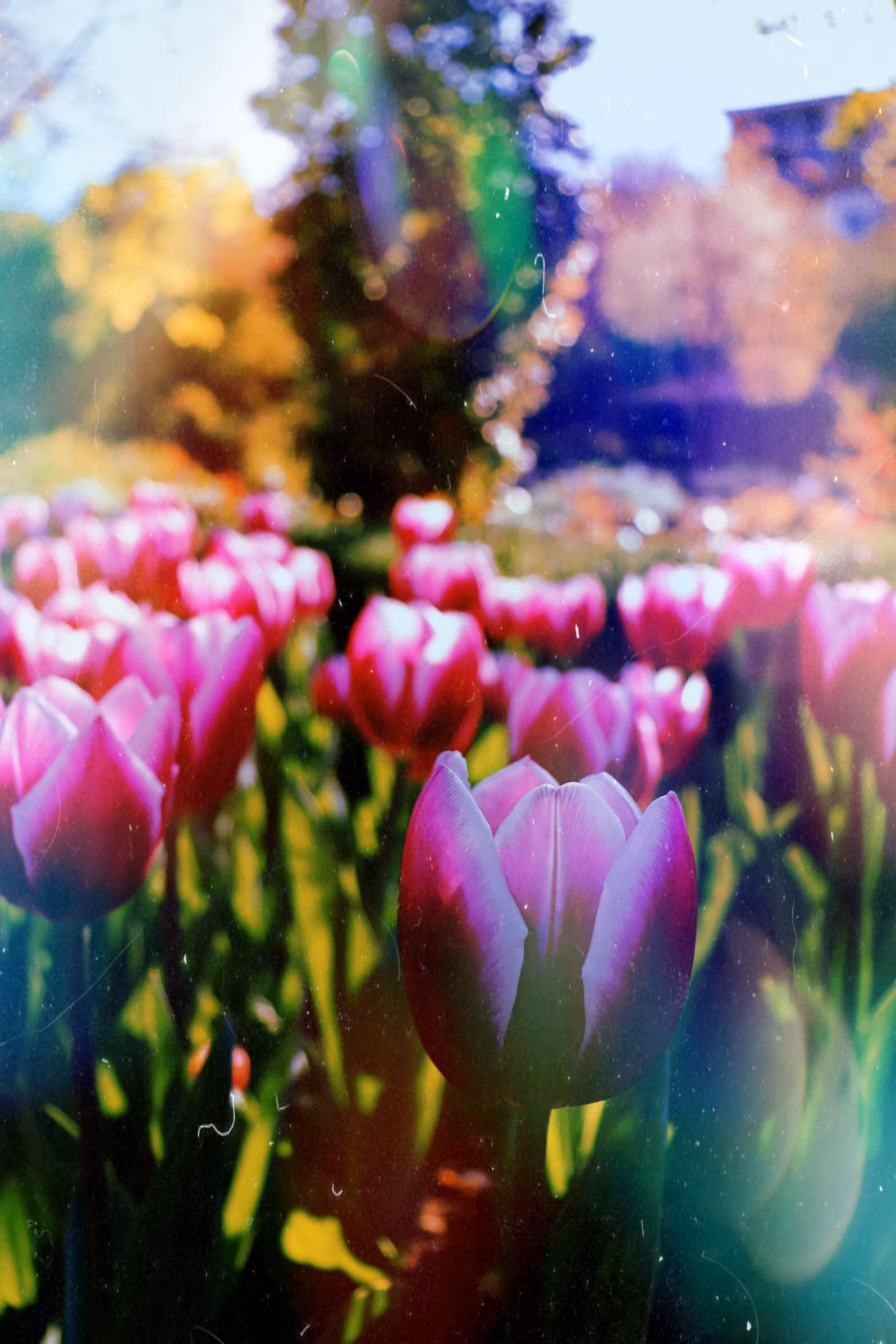 Tulips