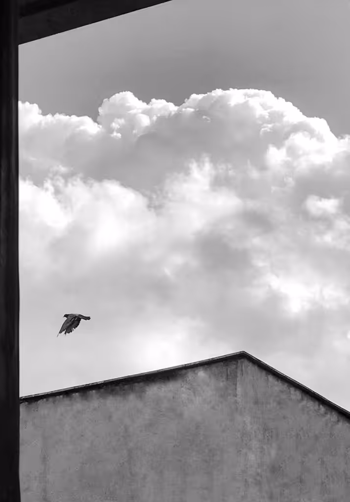 Freedom🕊️