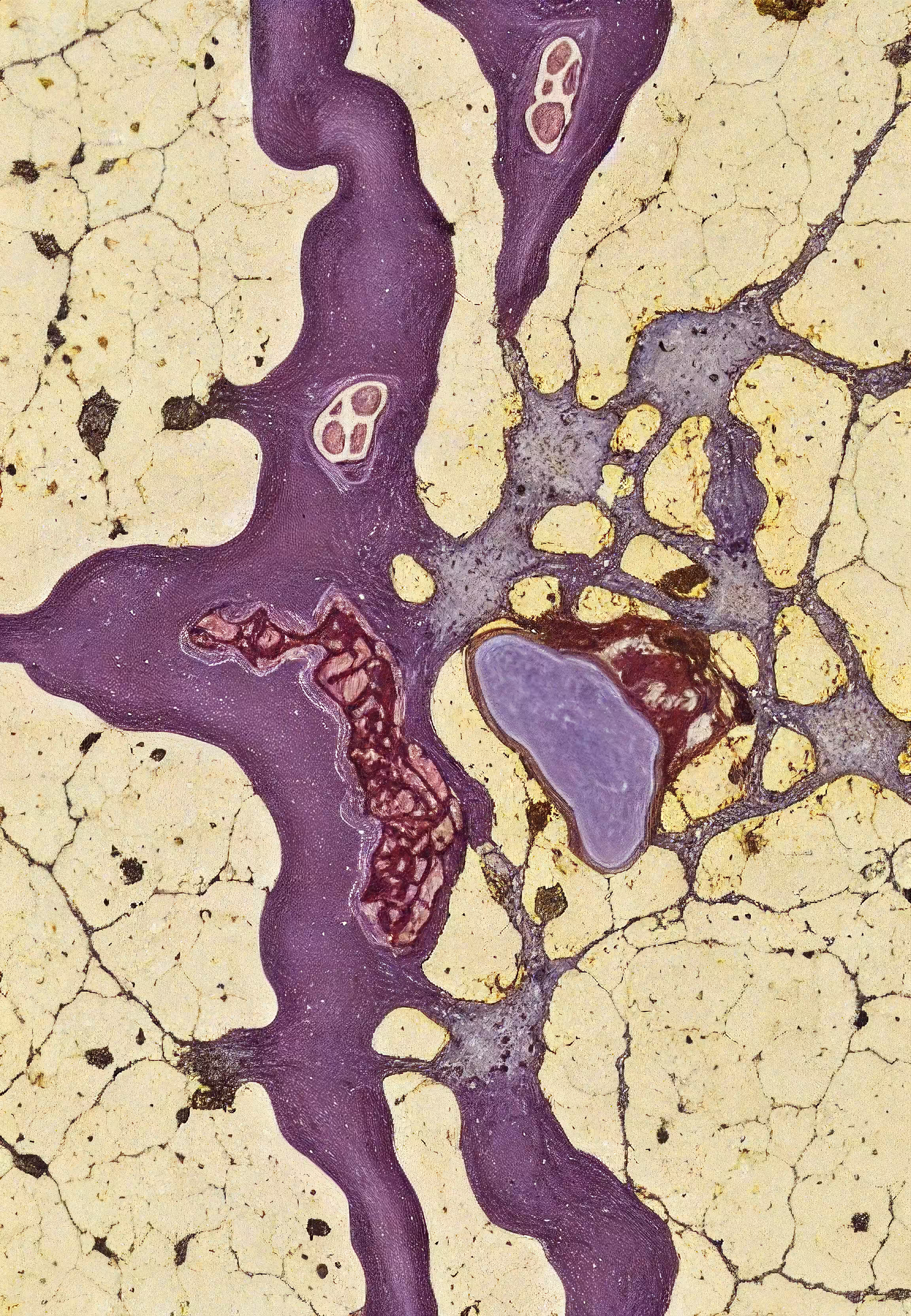 Histologia In Silico #254