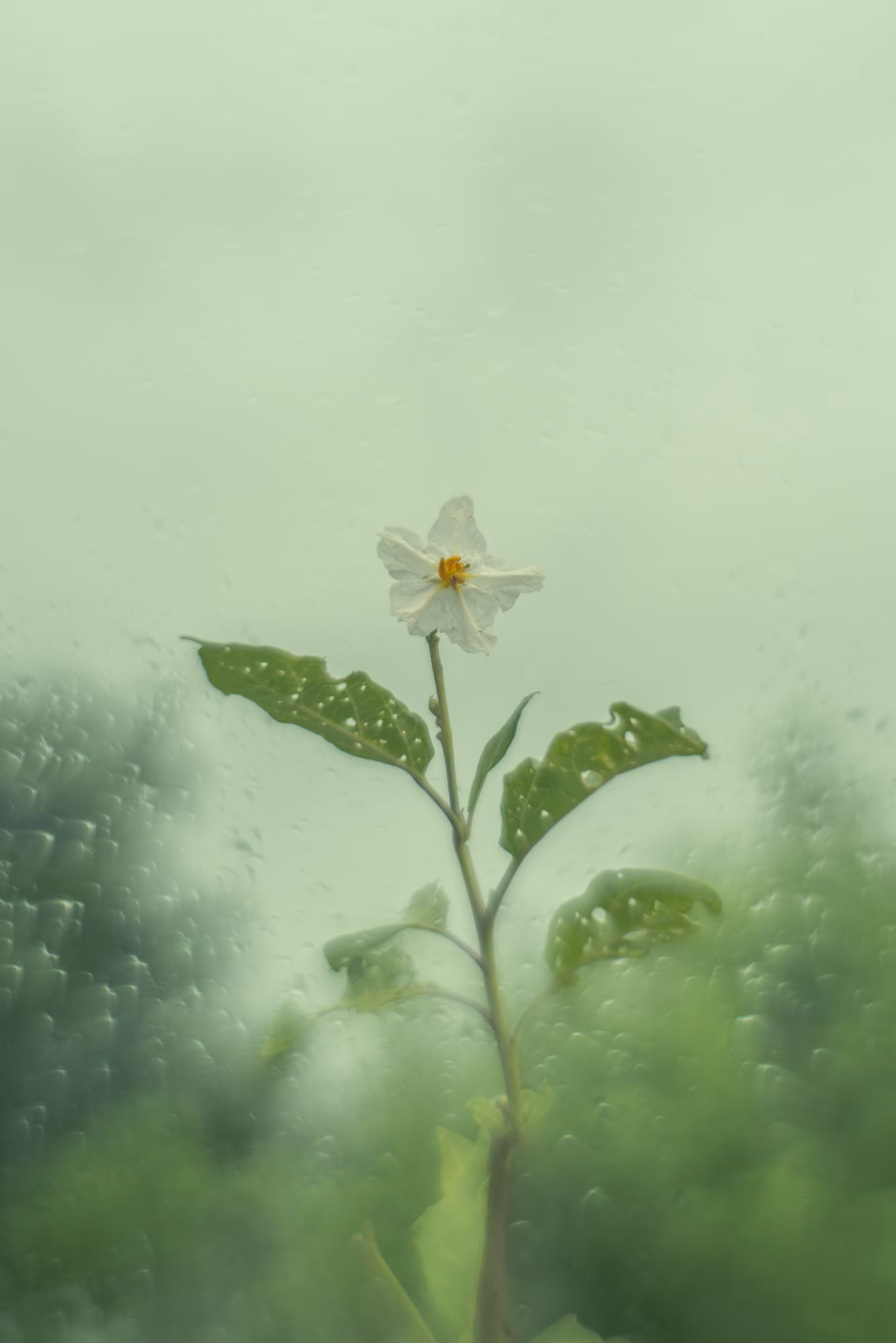 Solanum