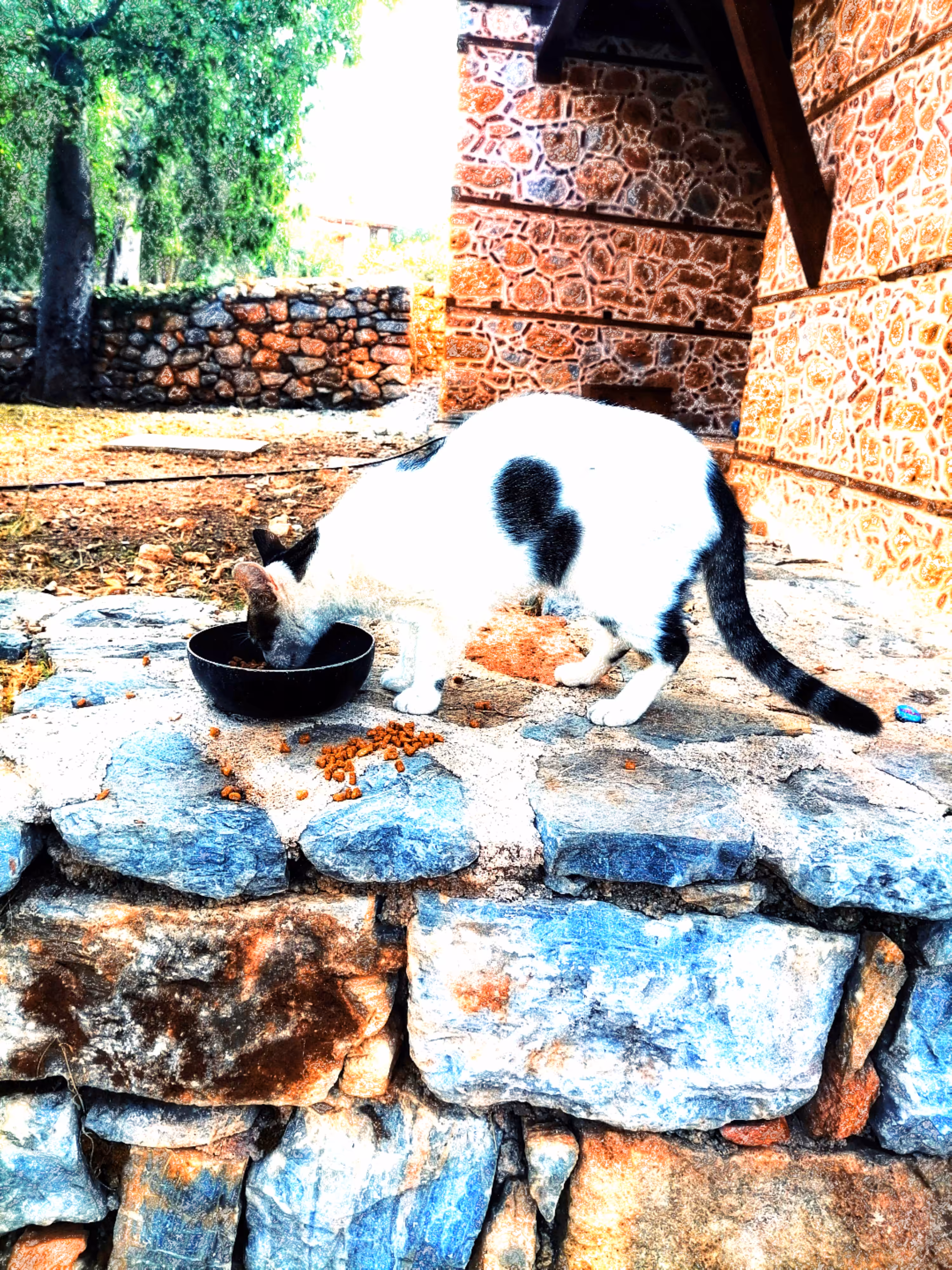 The life of a stray cat