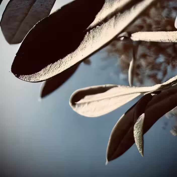 Olive Branch