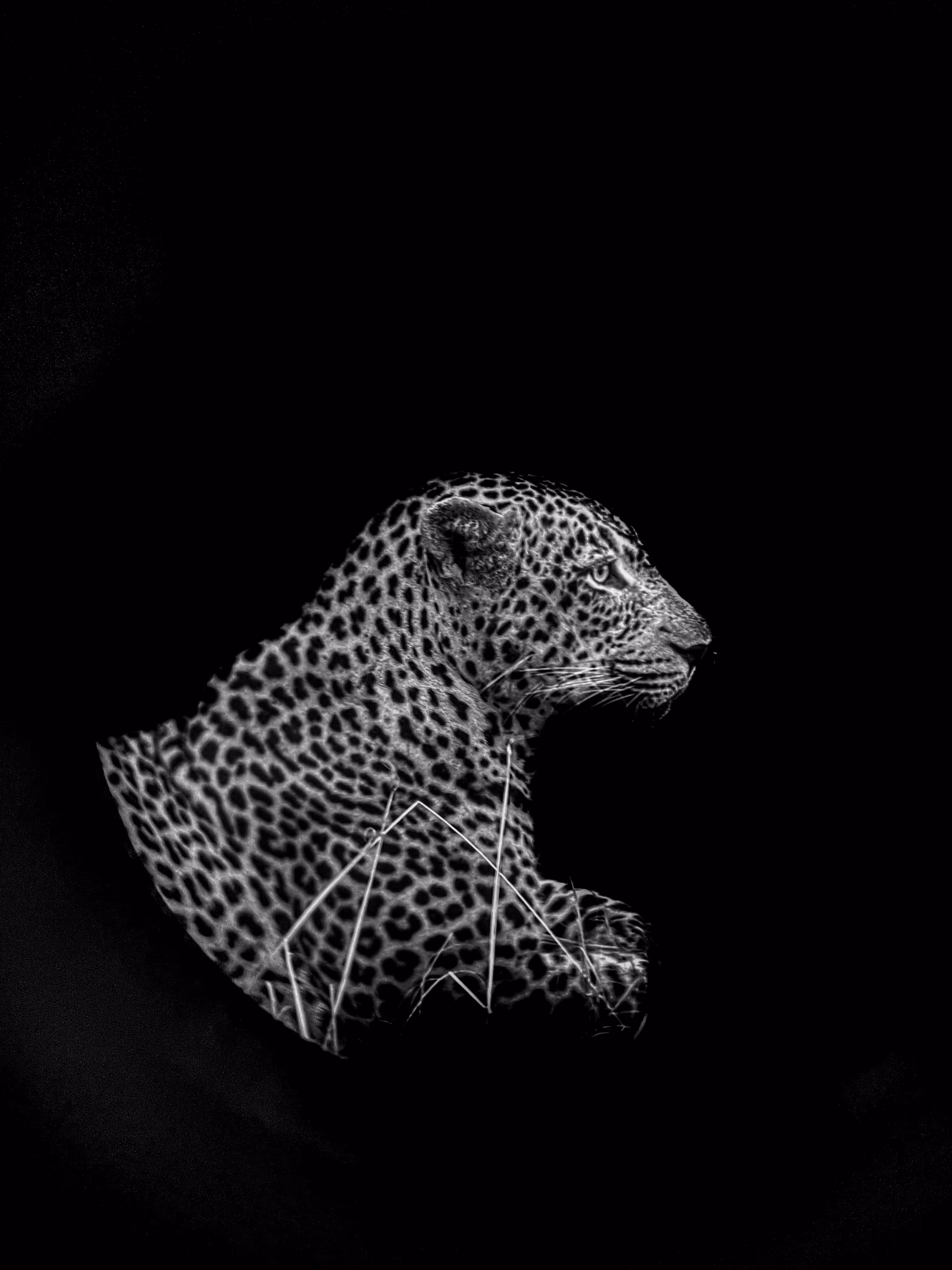 Serenity by a leopard
