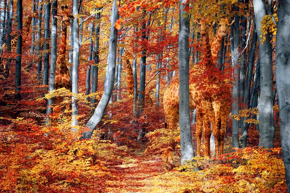 The Hidden Forest (Wait for it!)