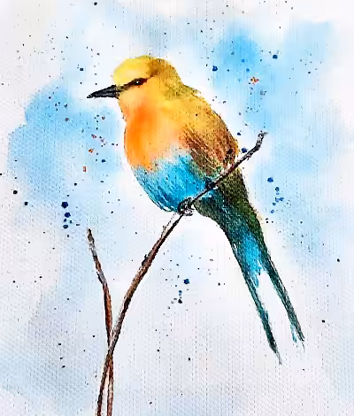 Robin #1