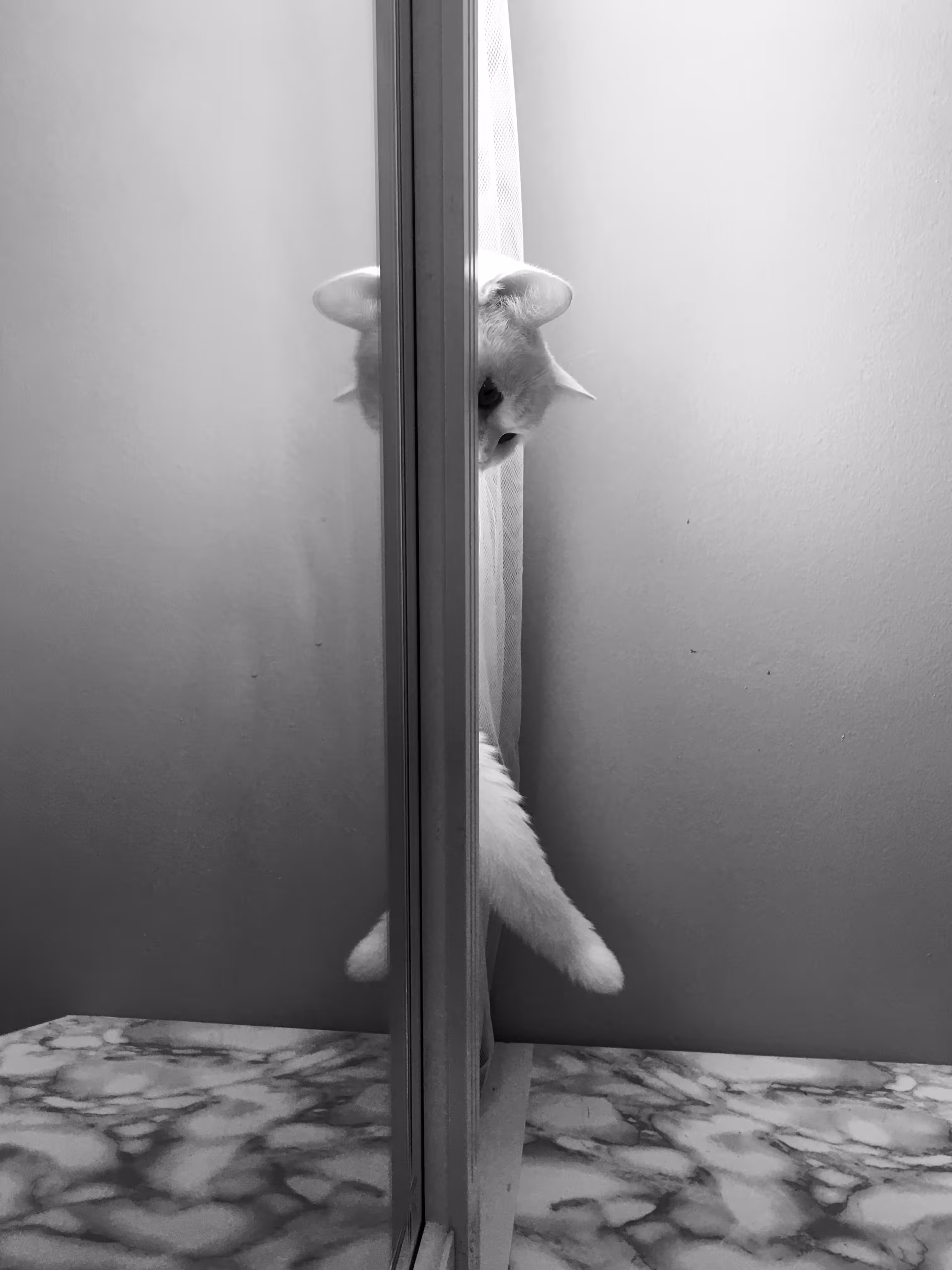 CAT IN MIRROR 