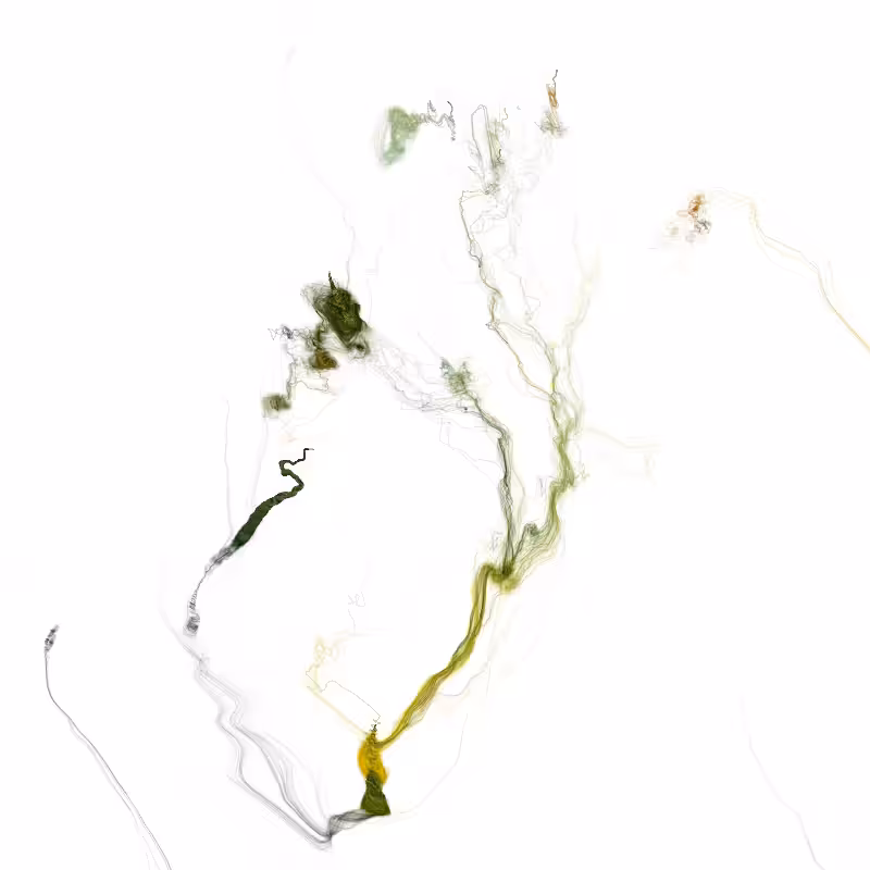 Hypericum #14