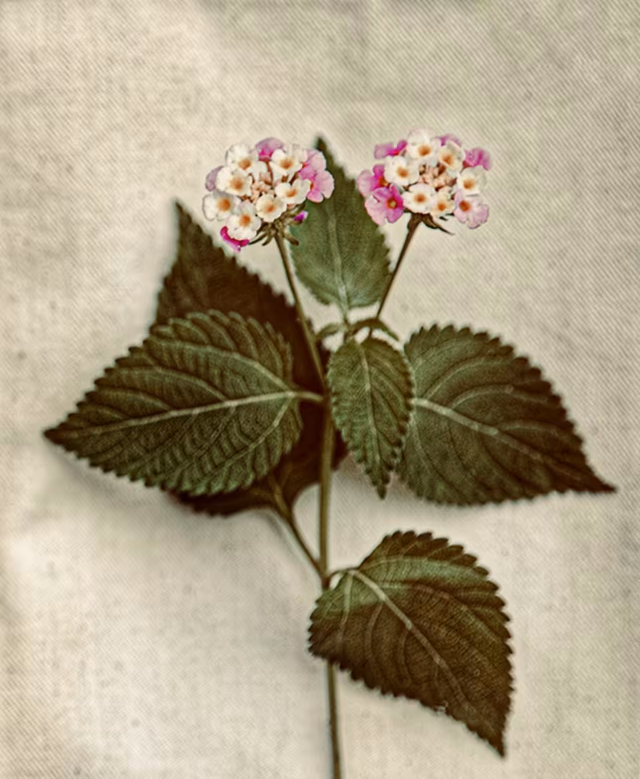 Blossoms of Light: Nature's Canvas