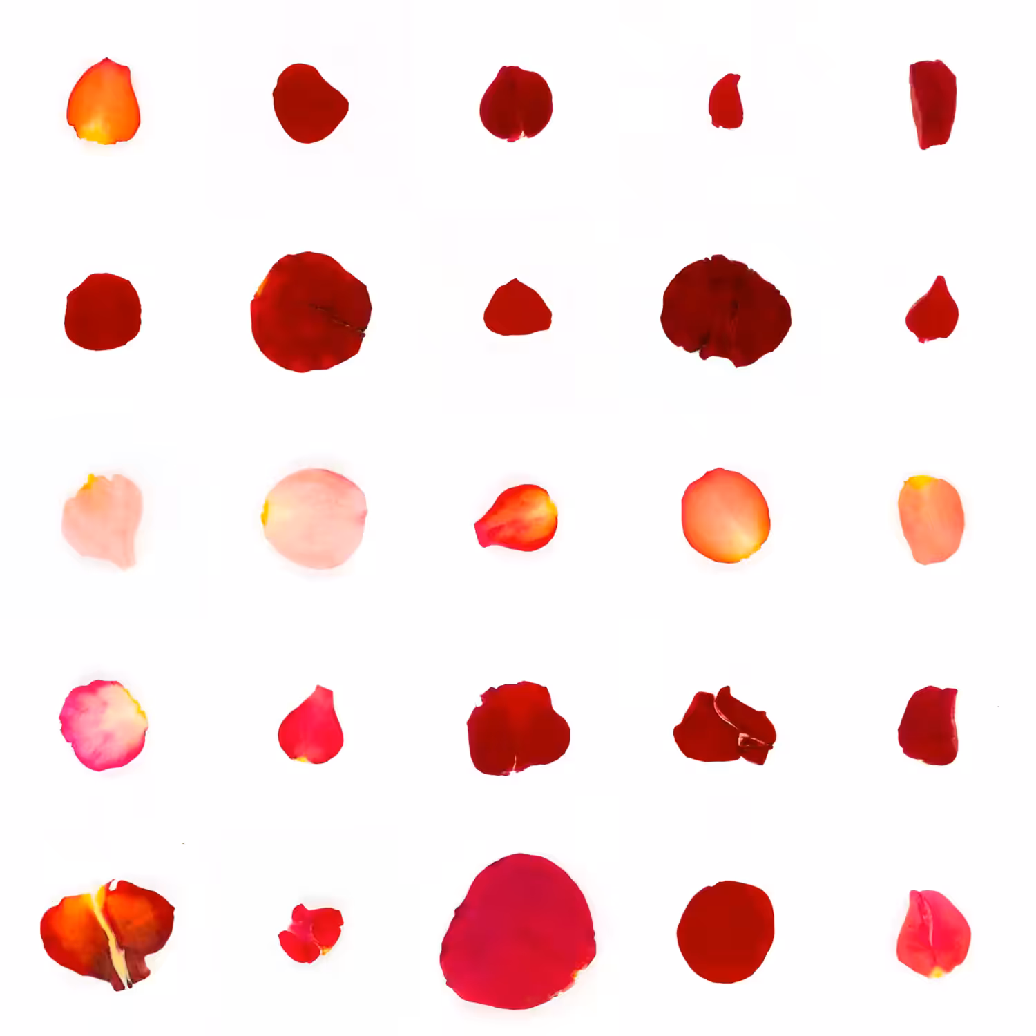 Infinite Petals 5x5#20137