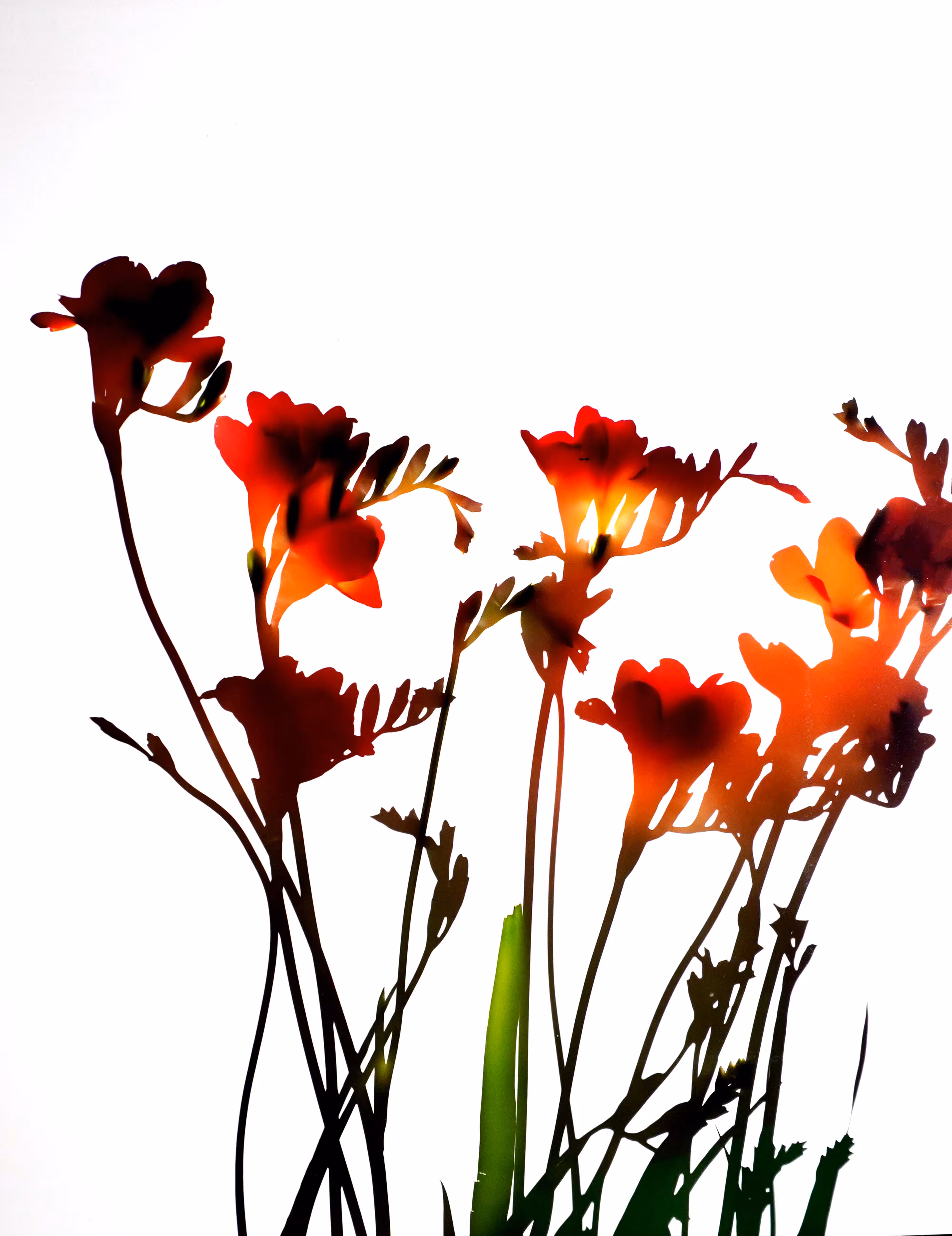 FCS1 - 07 - Daylily
