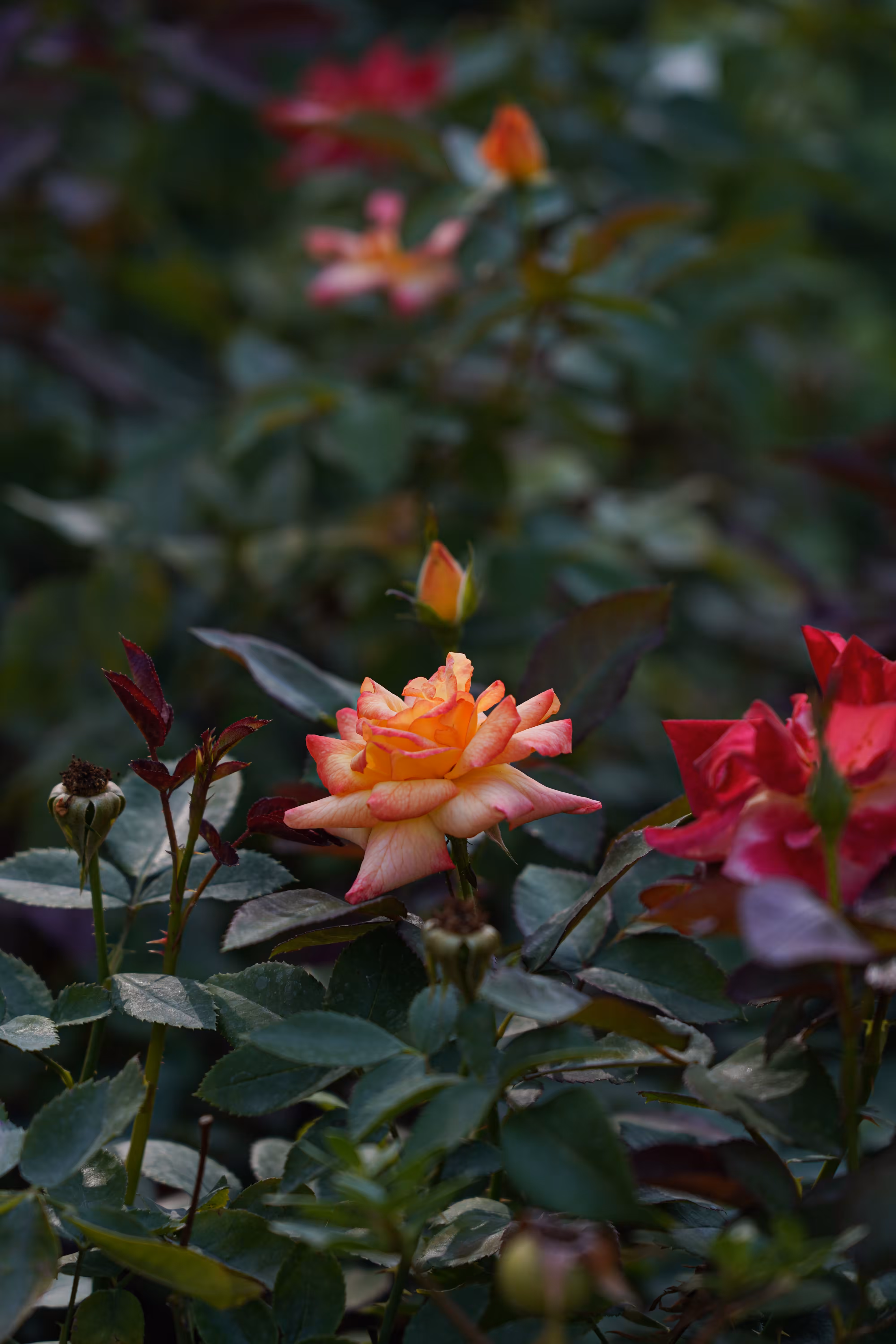 flowers: Song of Sunset and Fire